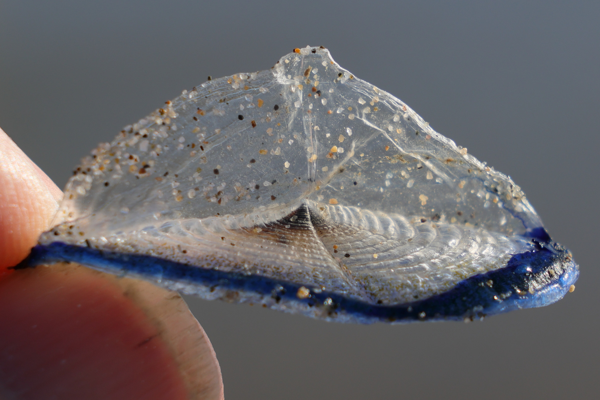 velella_velella6md