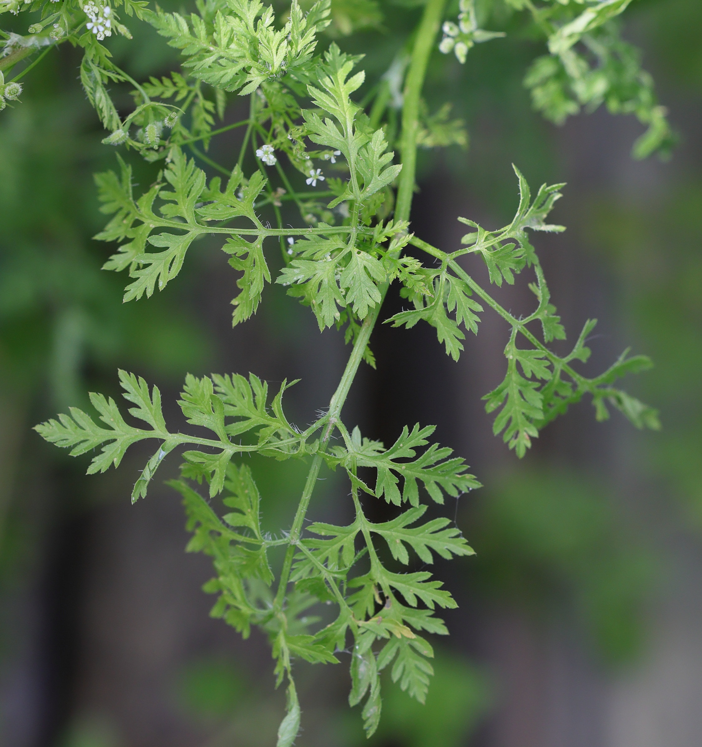 Afficher le média anthriscus_caucalis3md anthriscus_caucalis3md