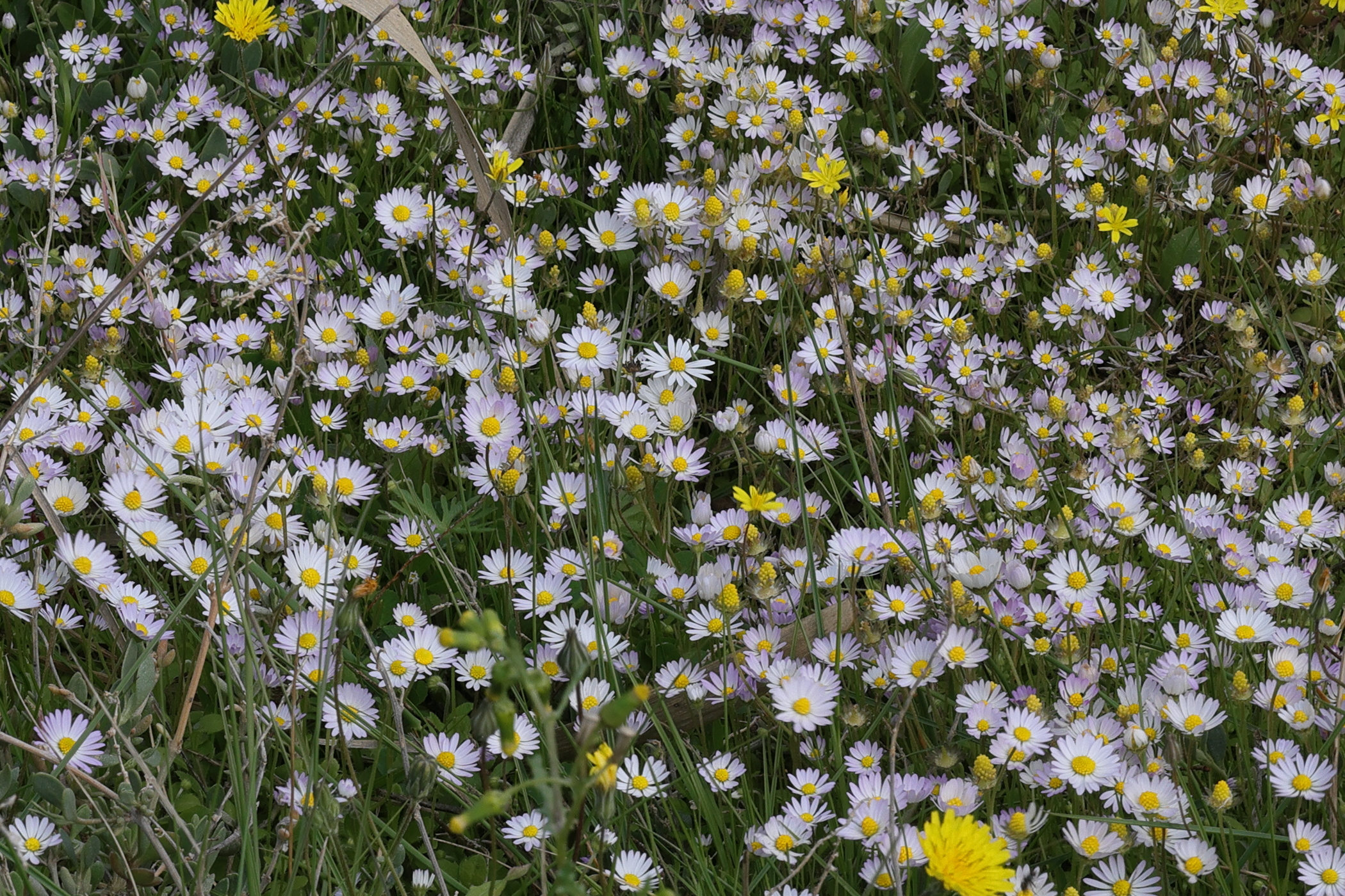 Afficher le média bellis_annua2md bellis_annua2md