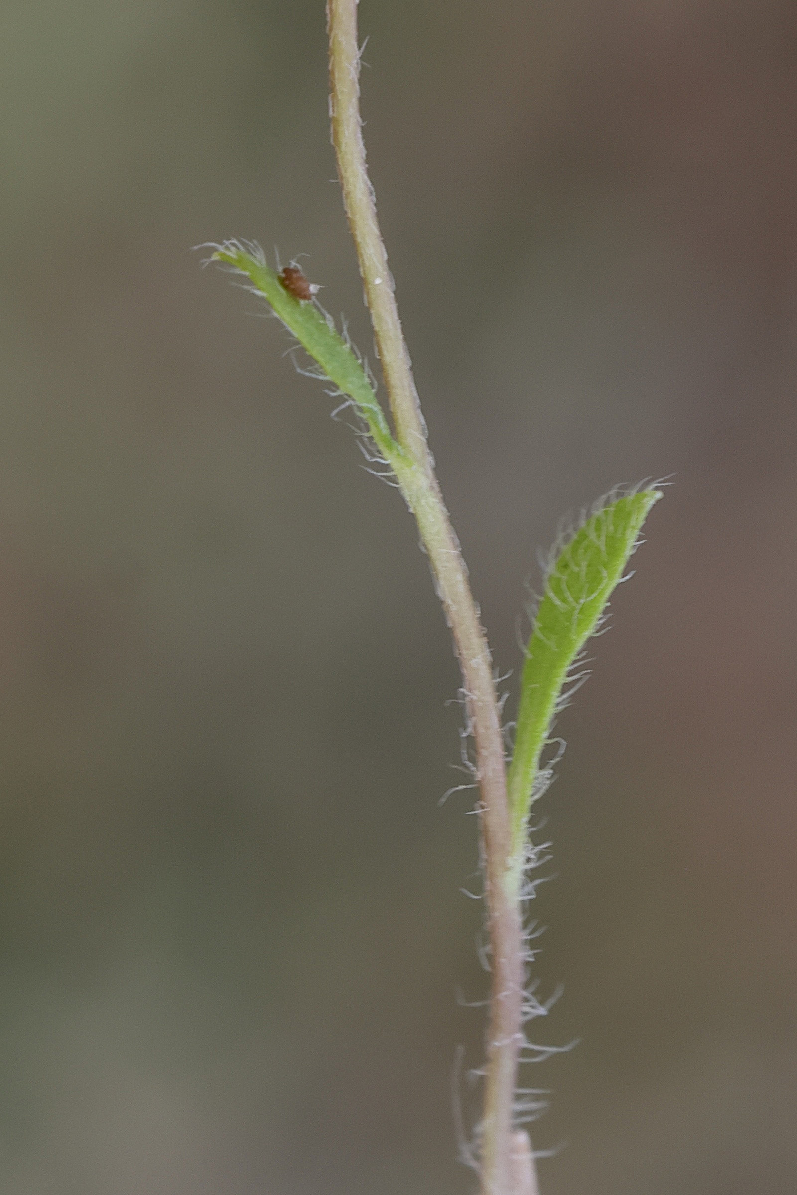 Afficher le média bellis_annua3md bellis_annua3md