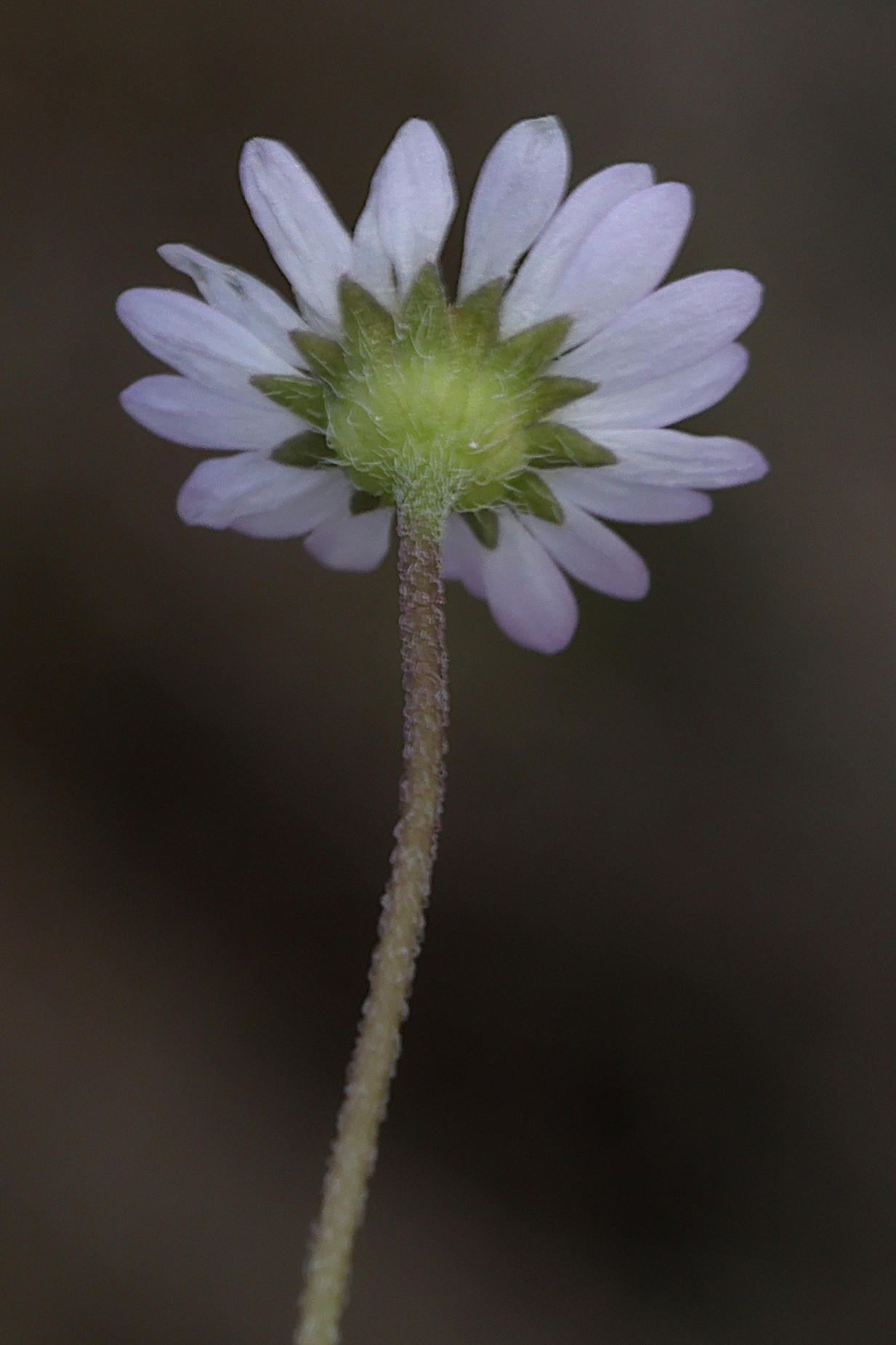 Afficher le média bellis_annua4md bellis_annua4md