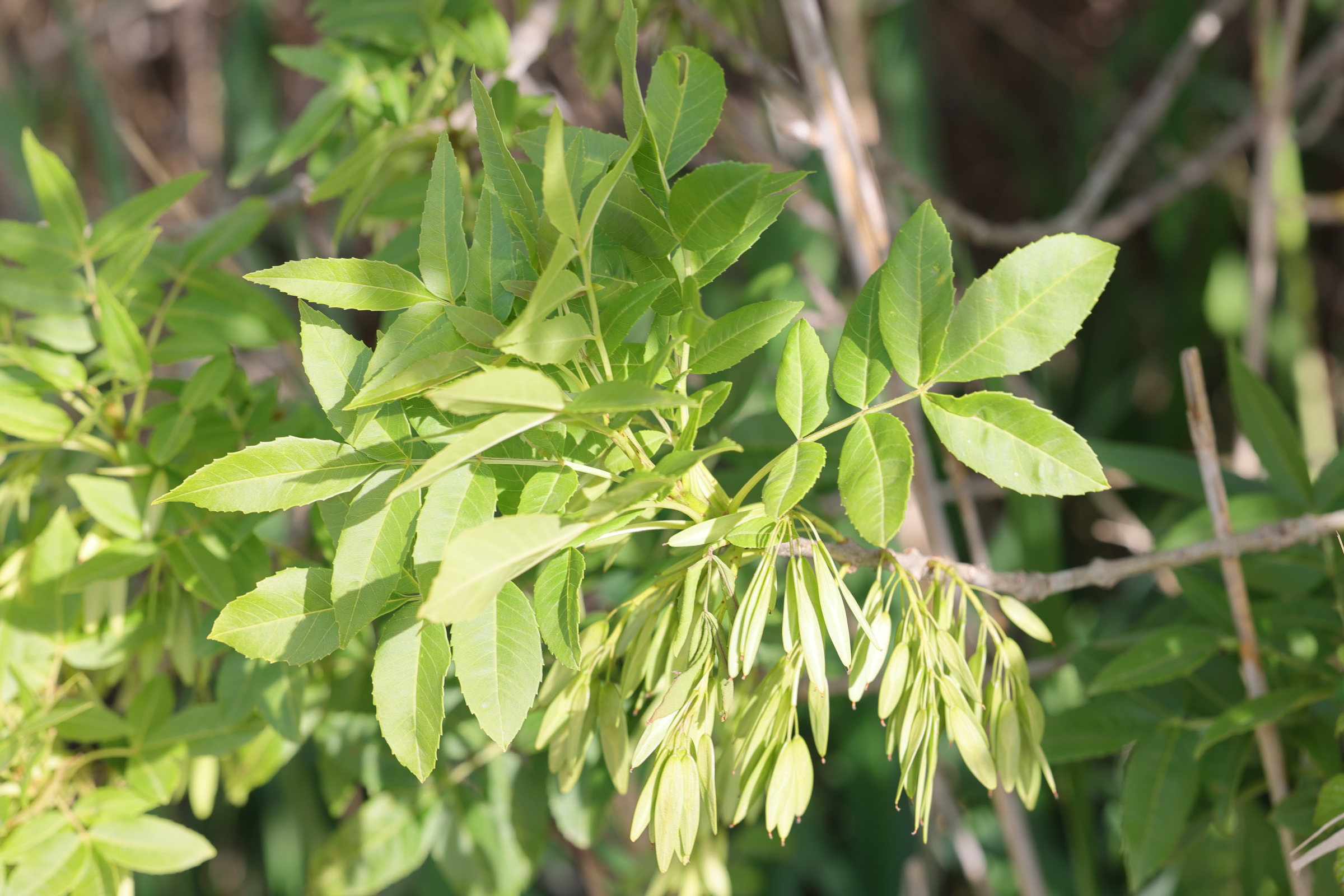 fraxinus_angustifolia5md