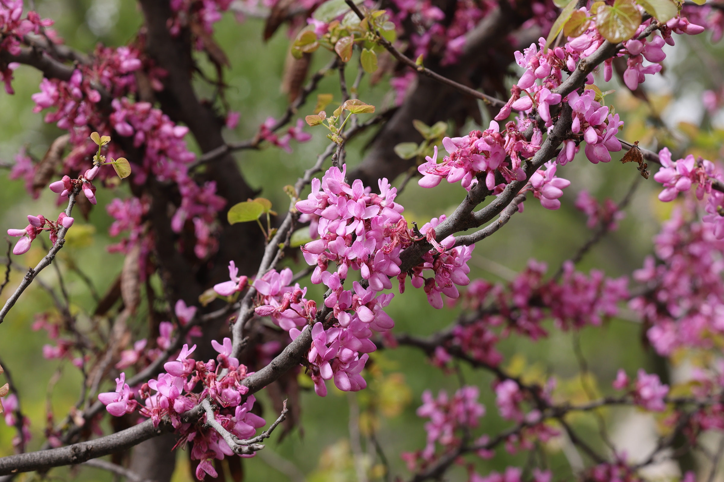 Afficher le média cercis_siliquastrum2md cercis_siliquastrum2md