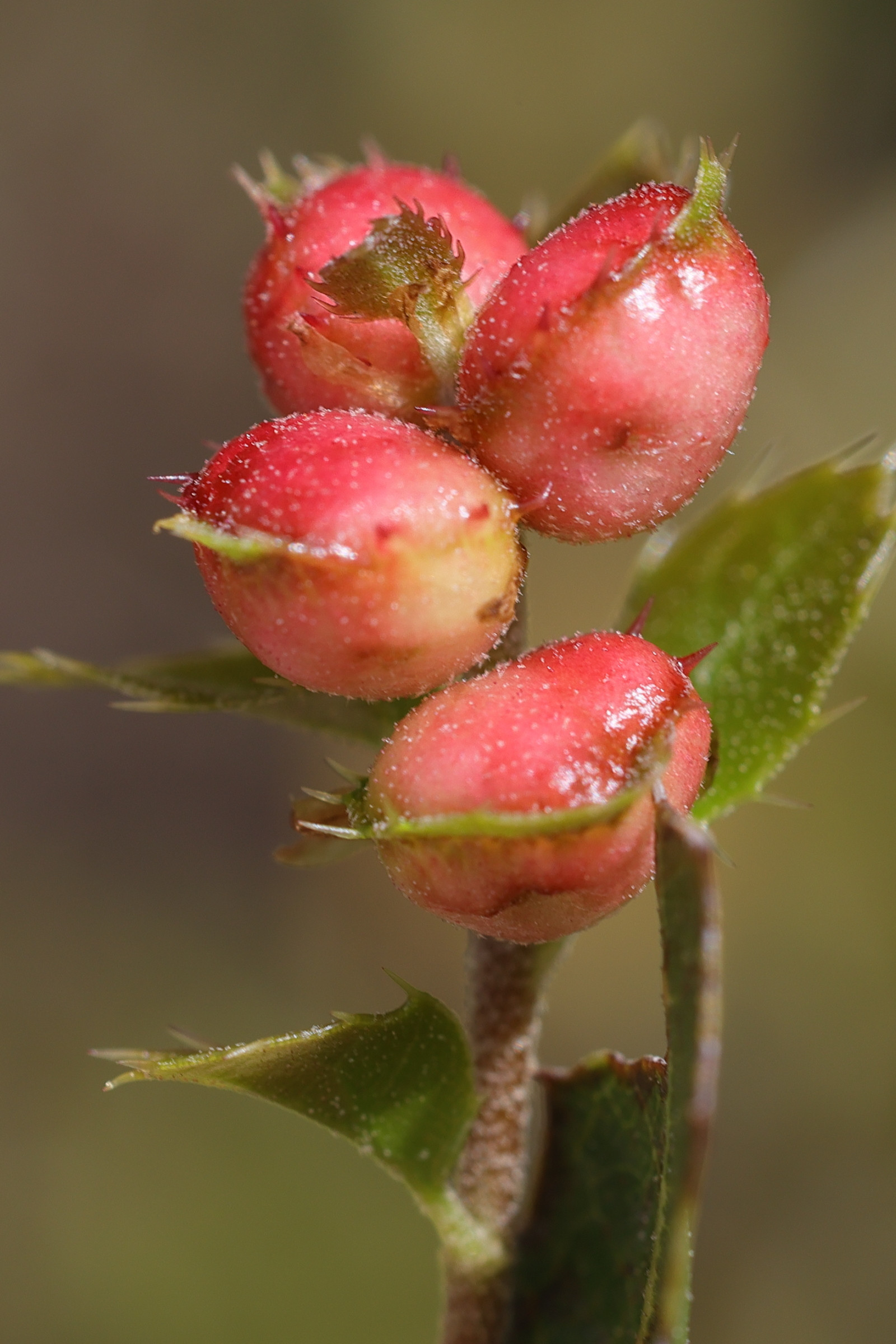 plagiotrochus_quercusilicis_galle1