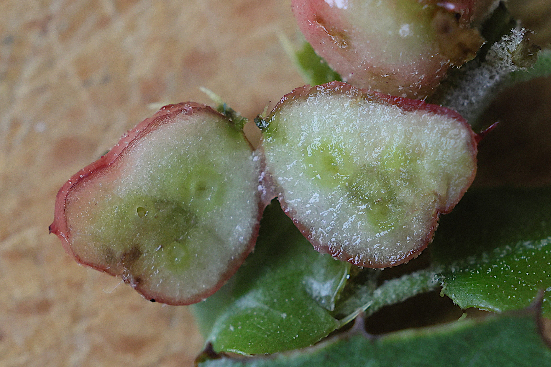 plagiotrochus_quercusilicis_galle2md