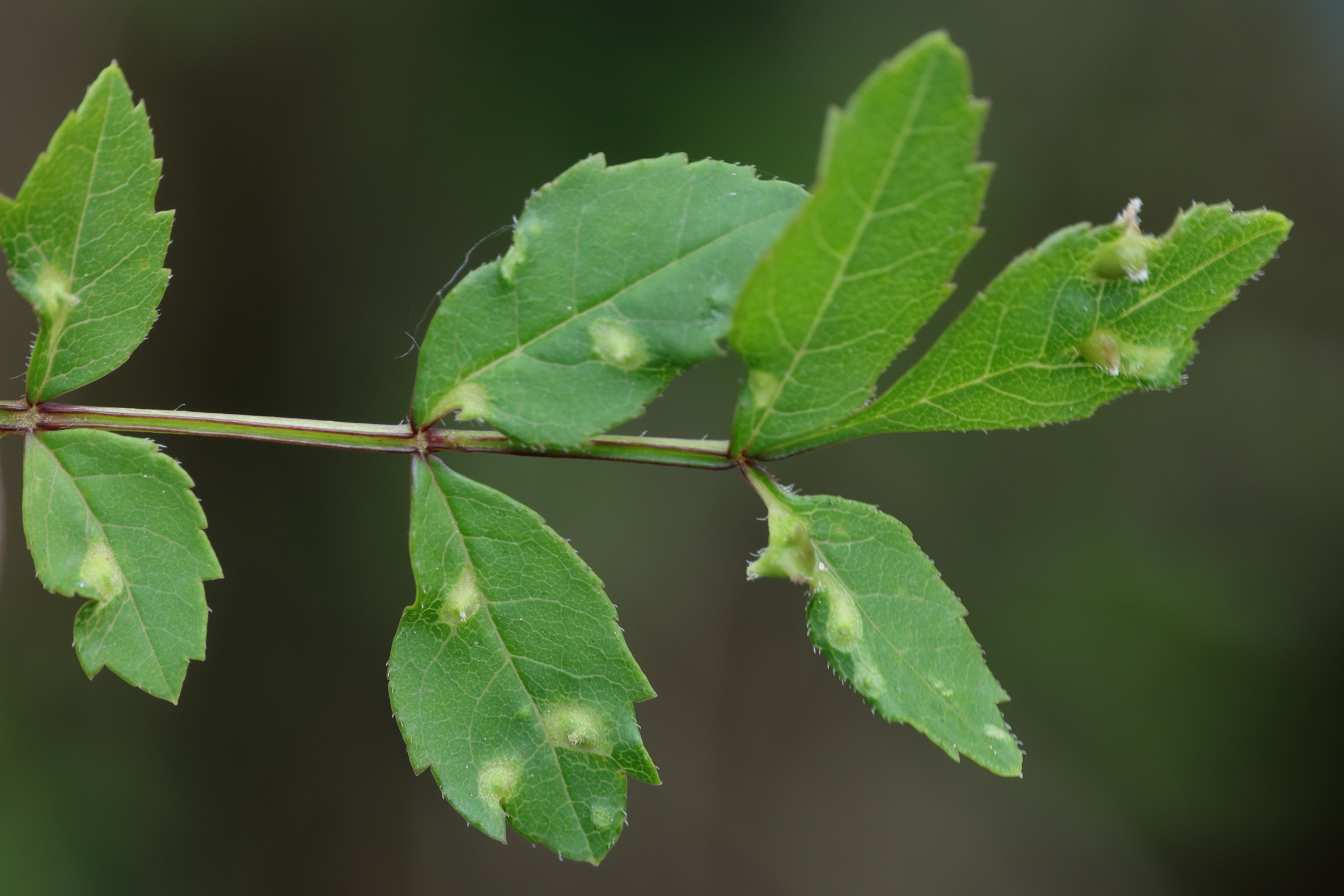 aceria_fraxinicola_galle1md