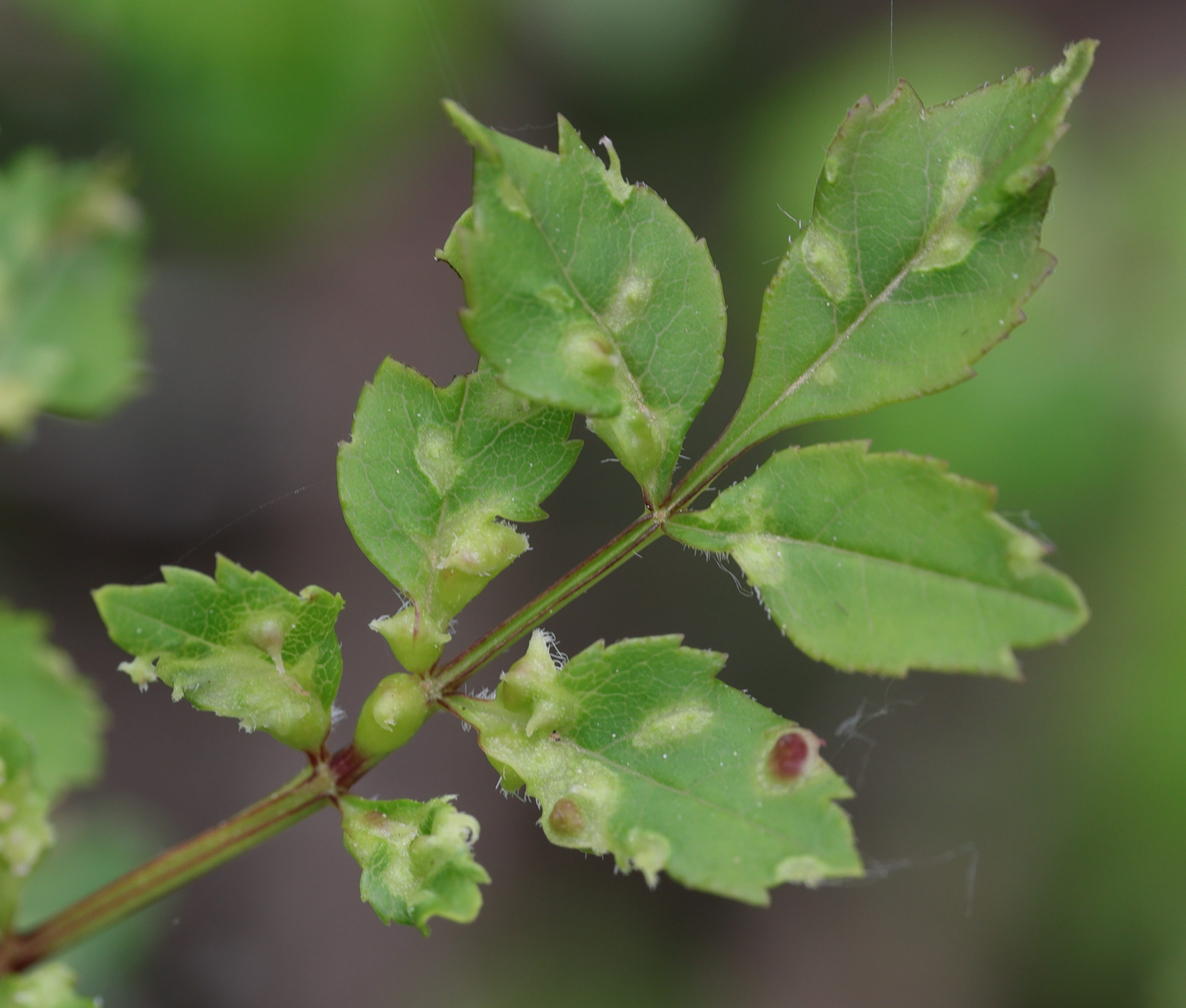 aceria_fraxinicola_galle2md