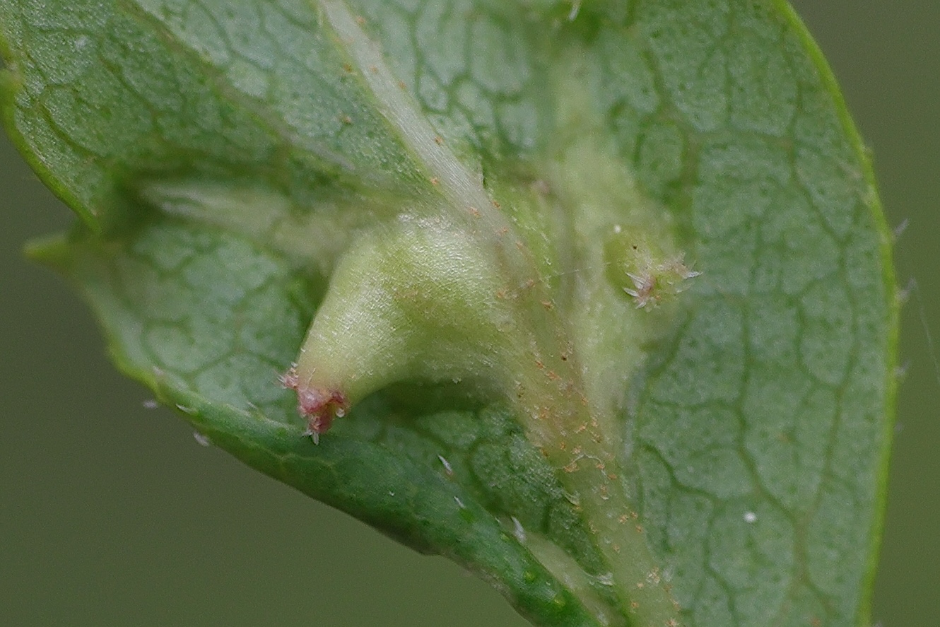 aceria_fraxinicola_galle3md