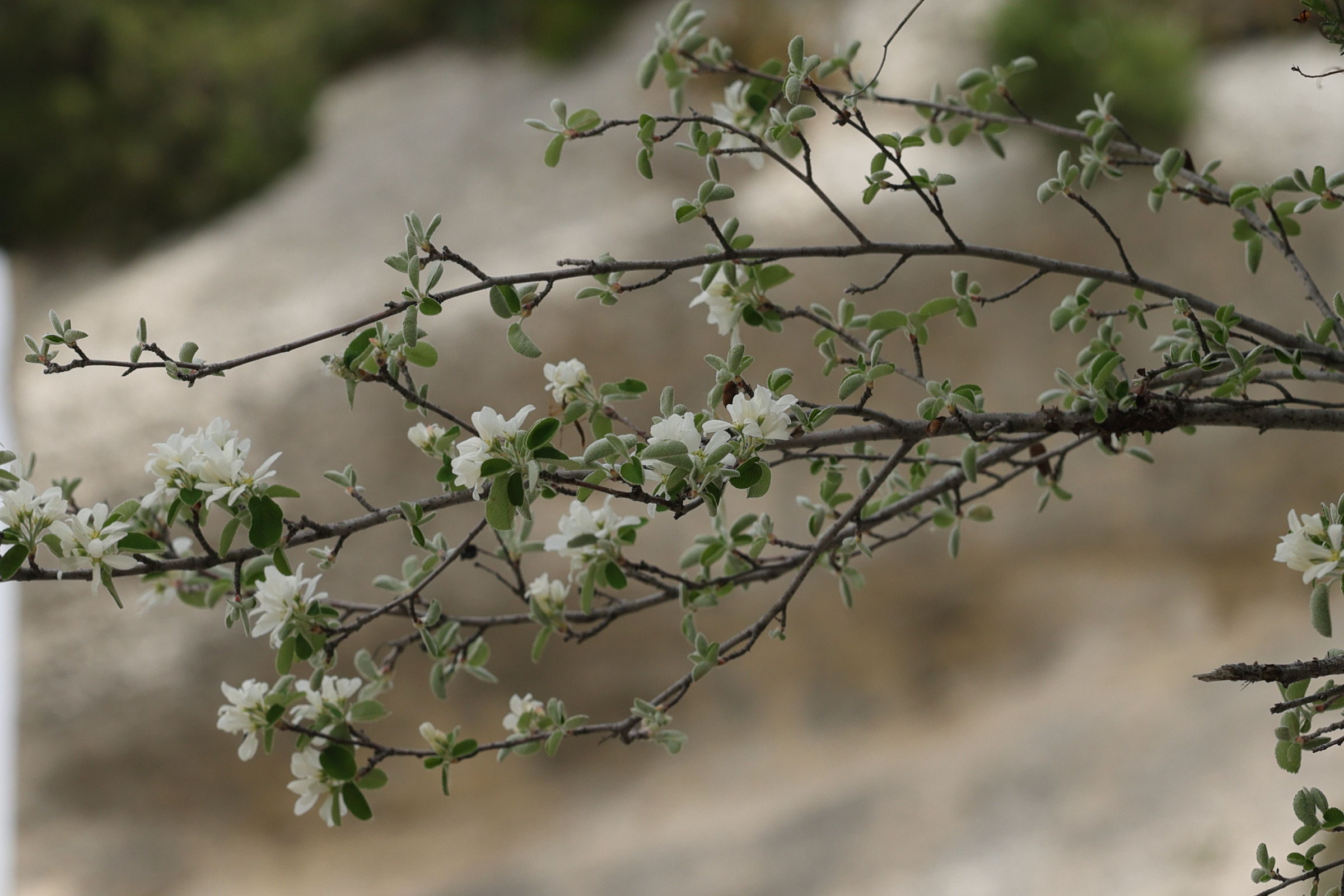 Afficher le média amelanchier_ovalis1amd amelanchier_ovalis1amd