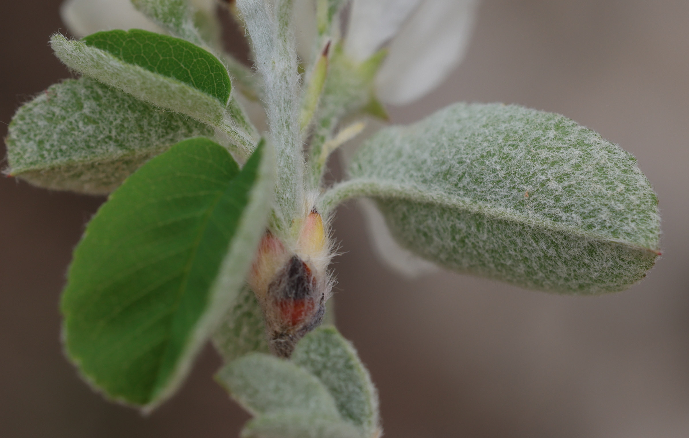 Afficher le média amelanchier_ovalis3md amelanchier_ovalis3md