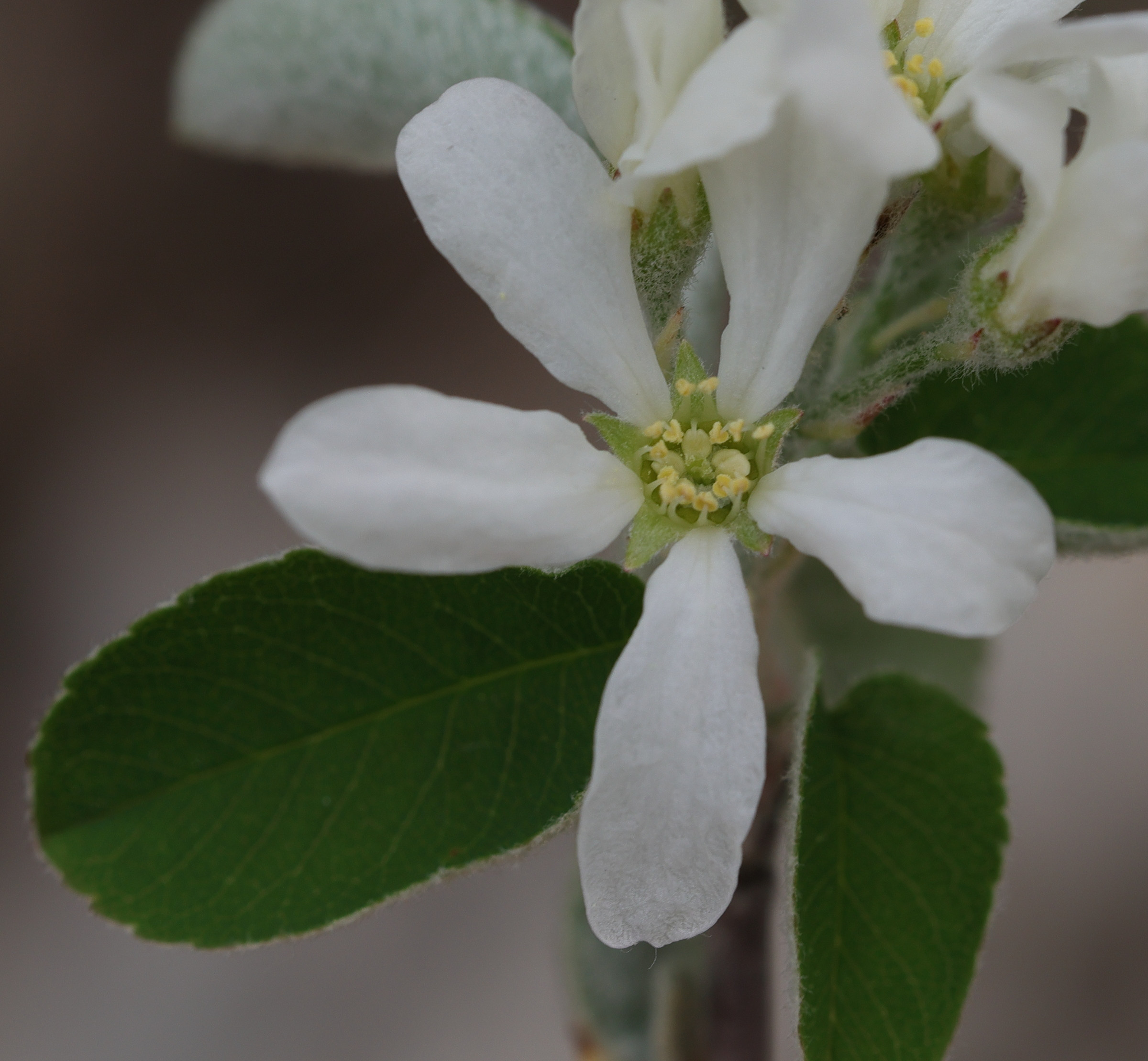 Afficher le média amelanchier_ovalis5md amelanchier_ovalis5md