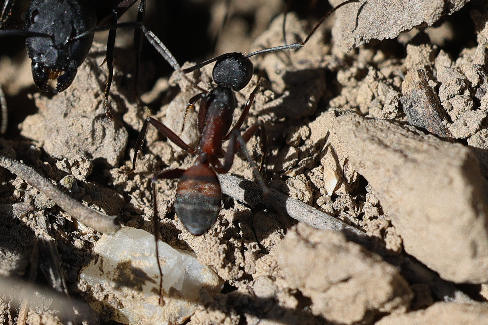 camponotus_cruentatus1md