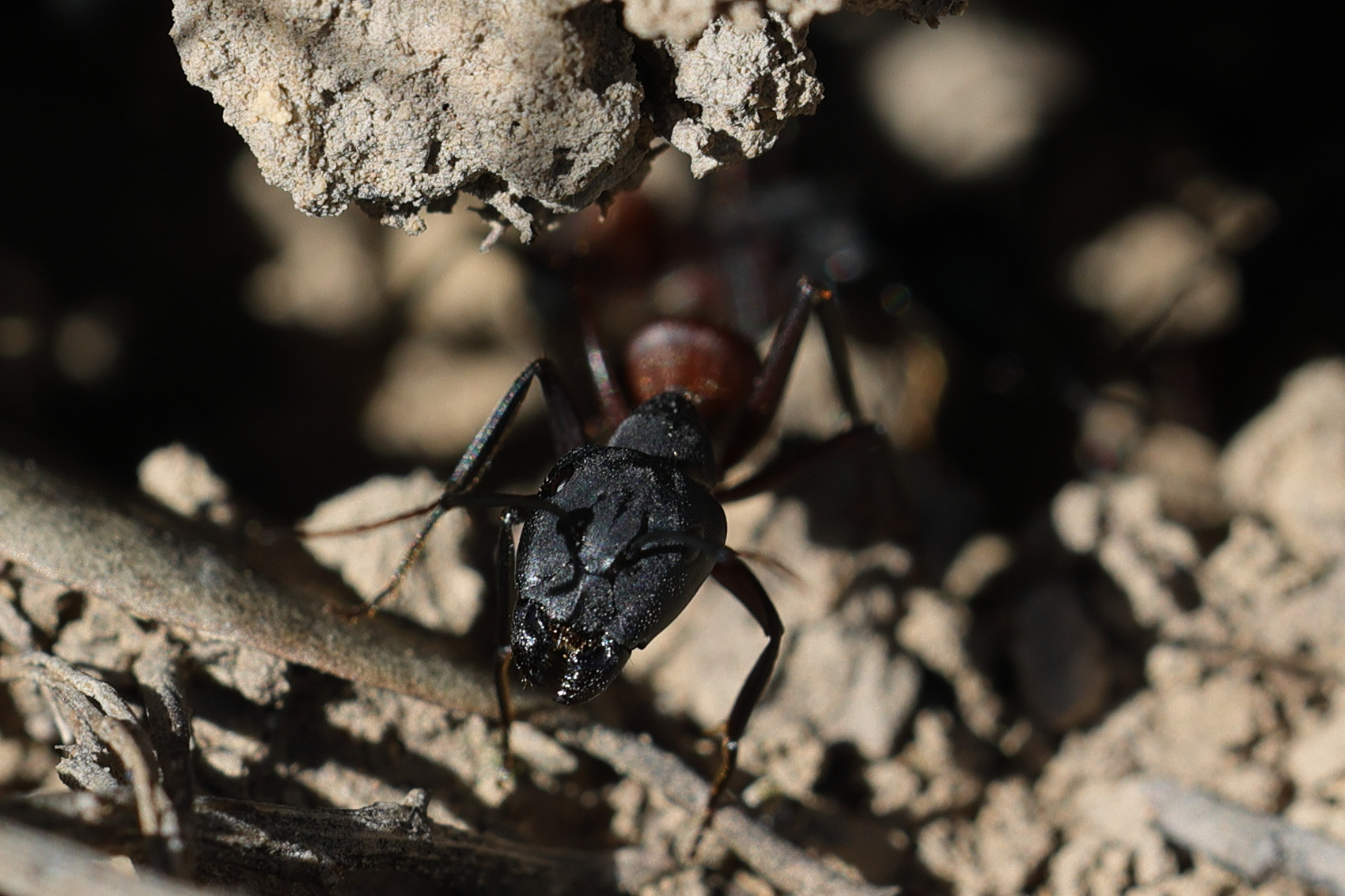 camponotus_cruentatus2md