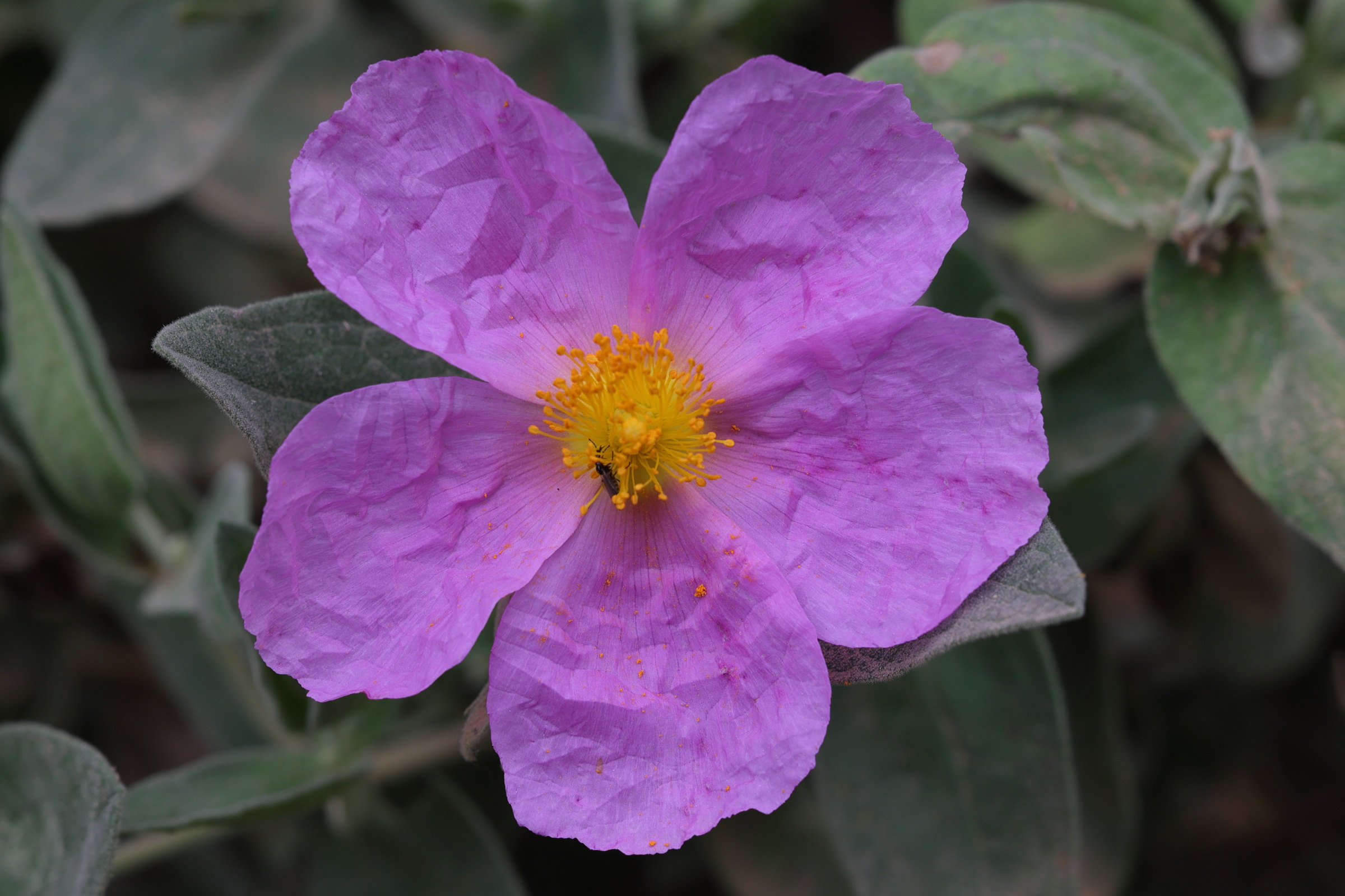 cistus_albidus2md