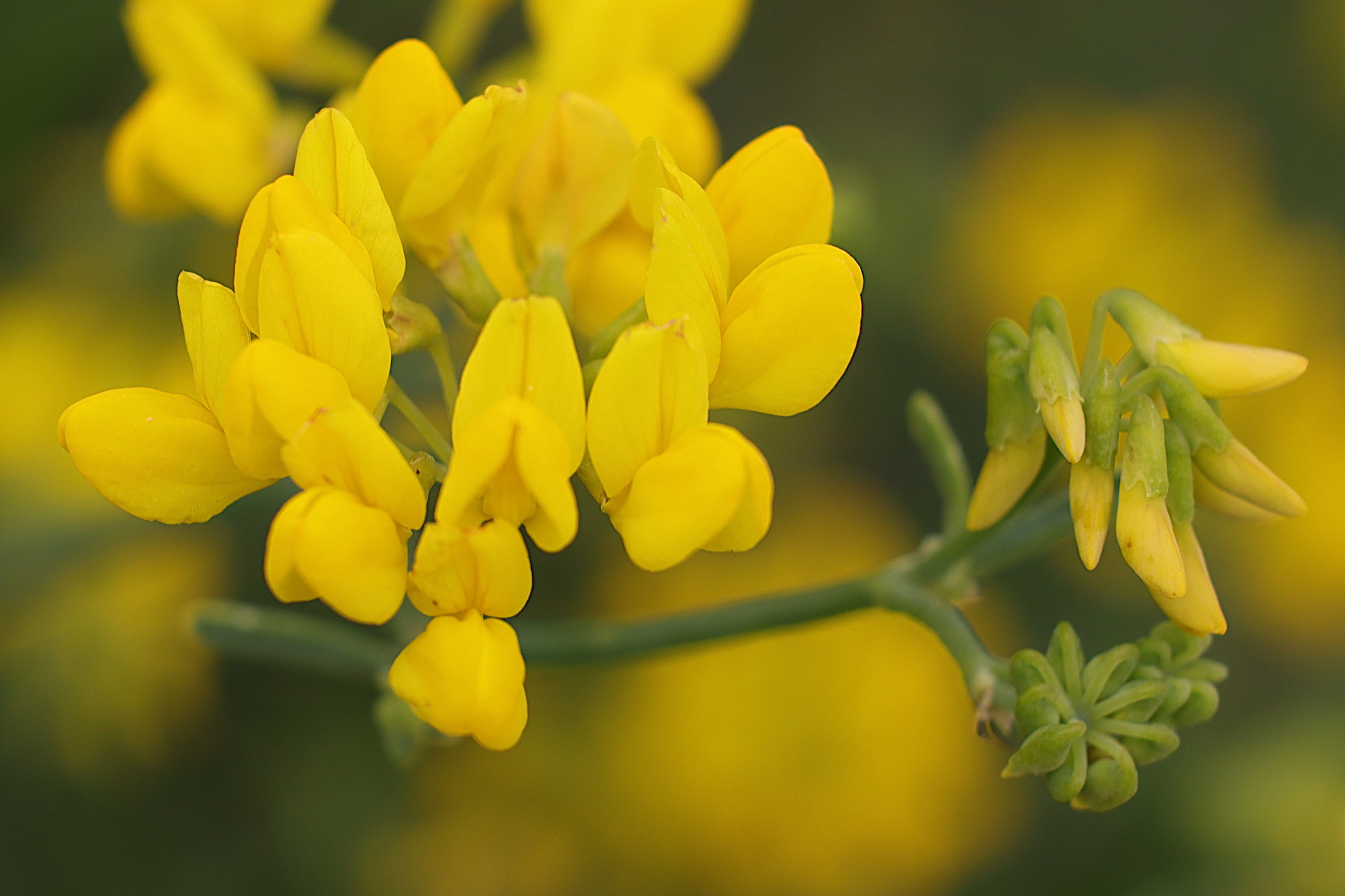 Afficher le média coronilla_juncea3md coronilla_juncea3md