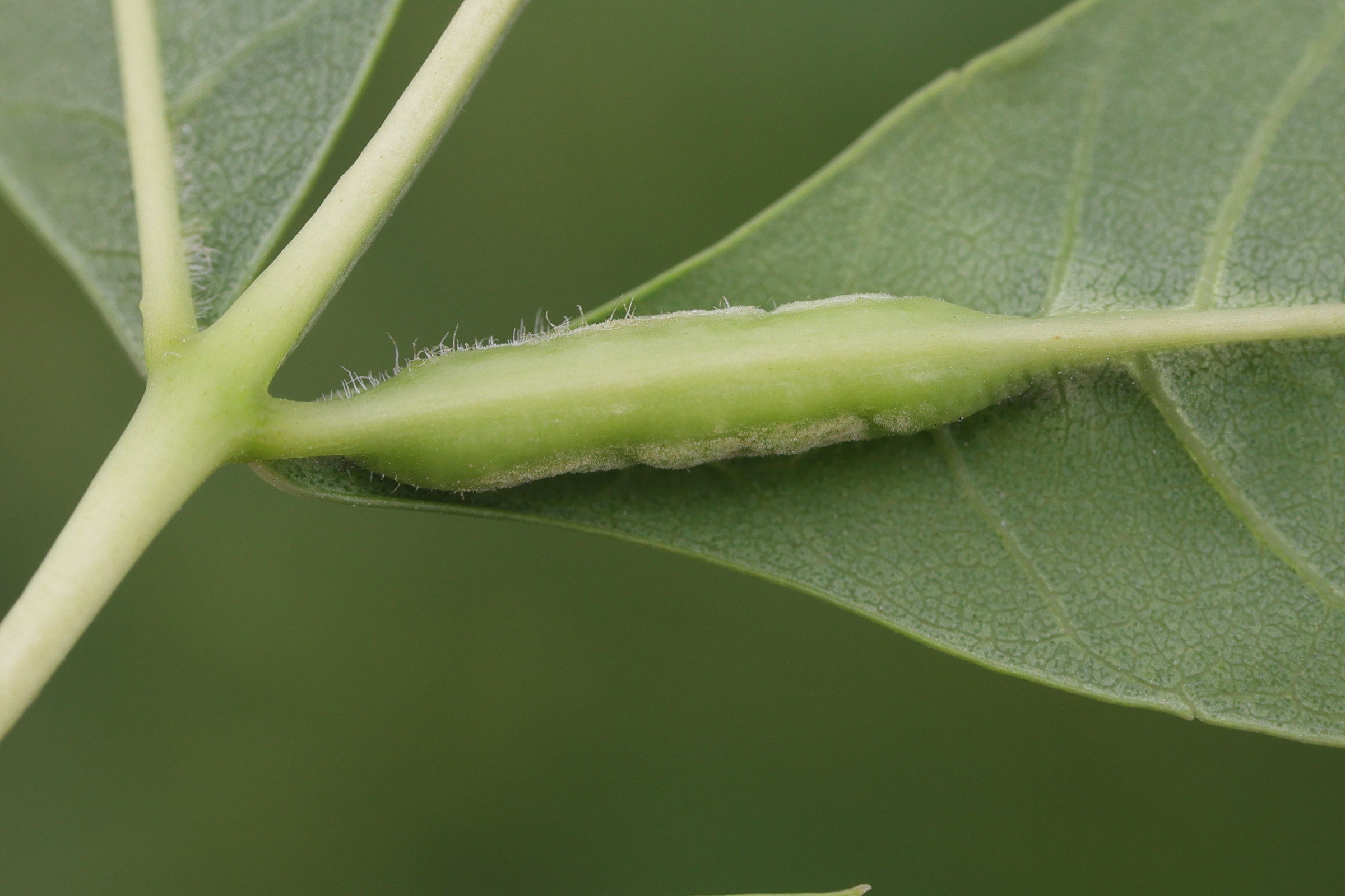 dasineura_acrophila_galle1md