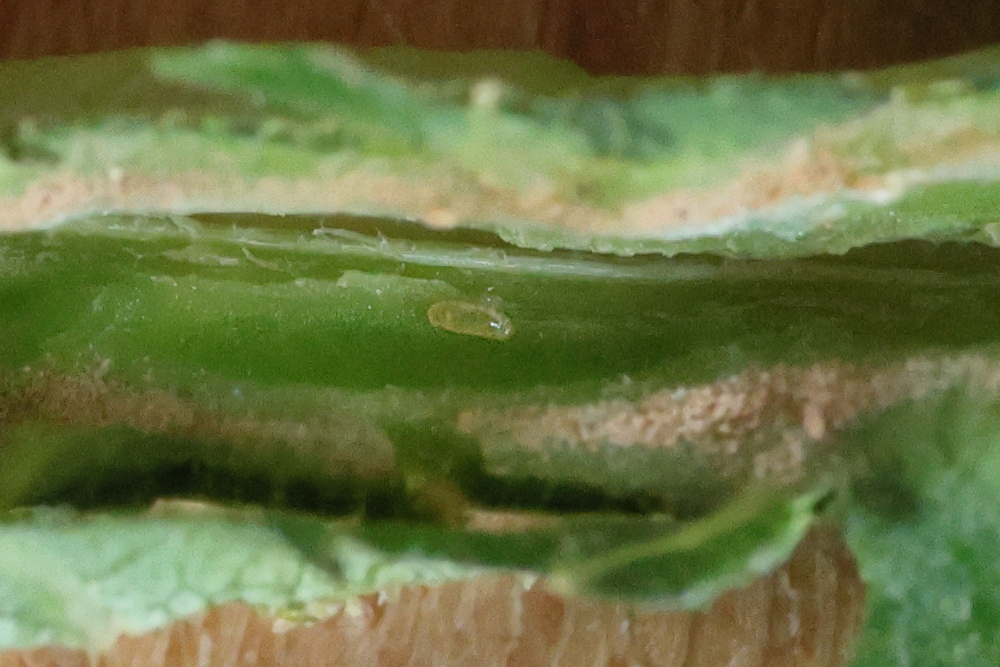 dasineura_acrophila_larv1md