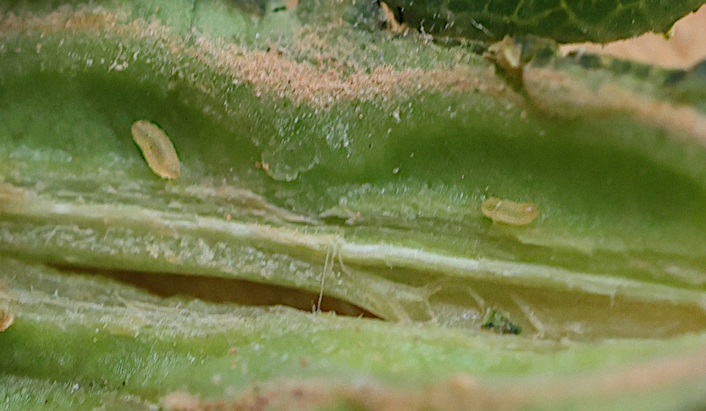 dasineura_acrophila_larv2md