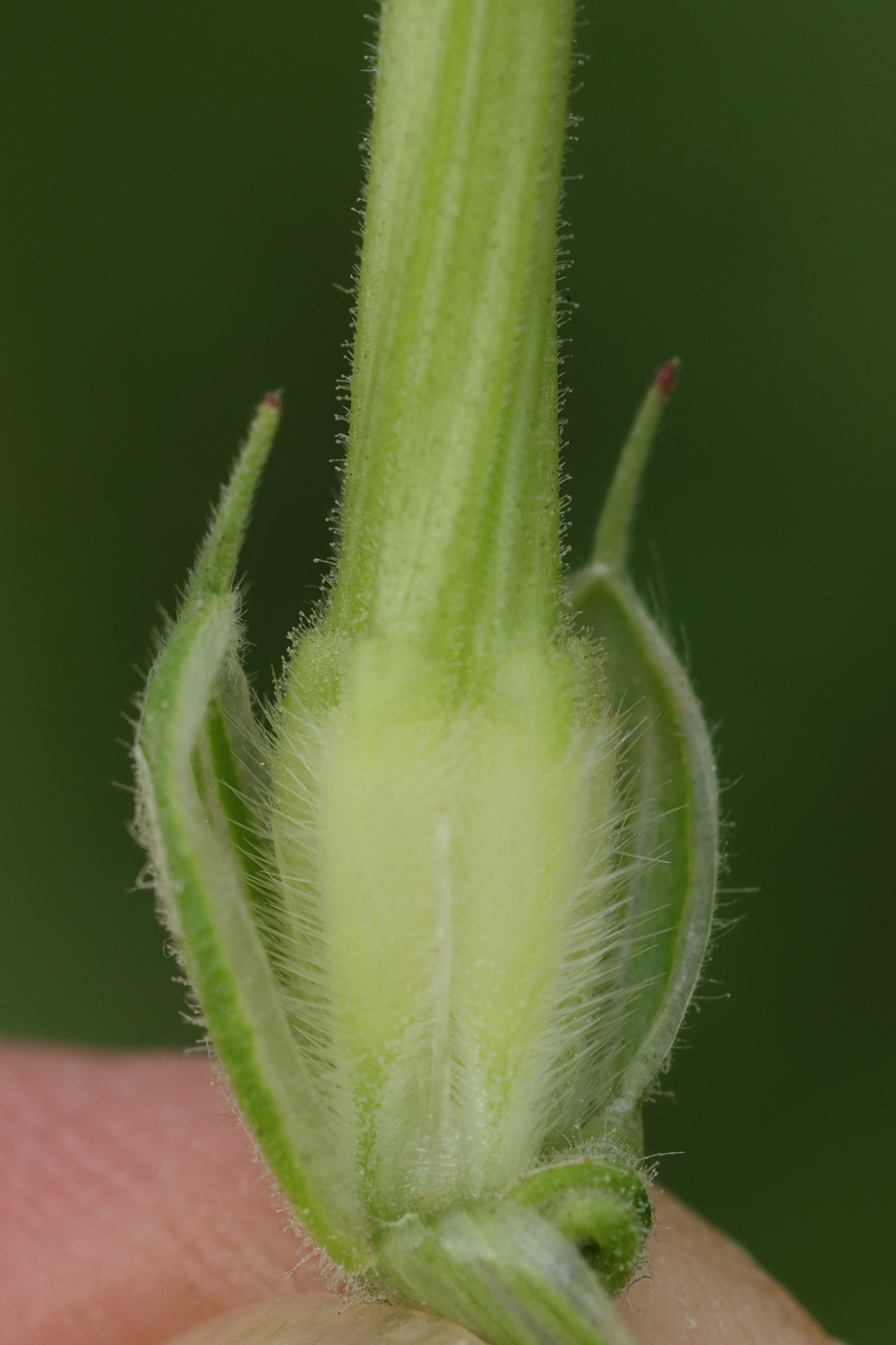 erodium_ciconium8md