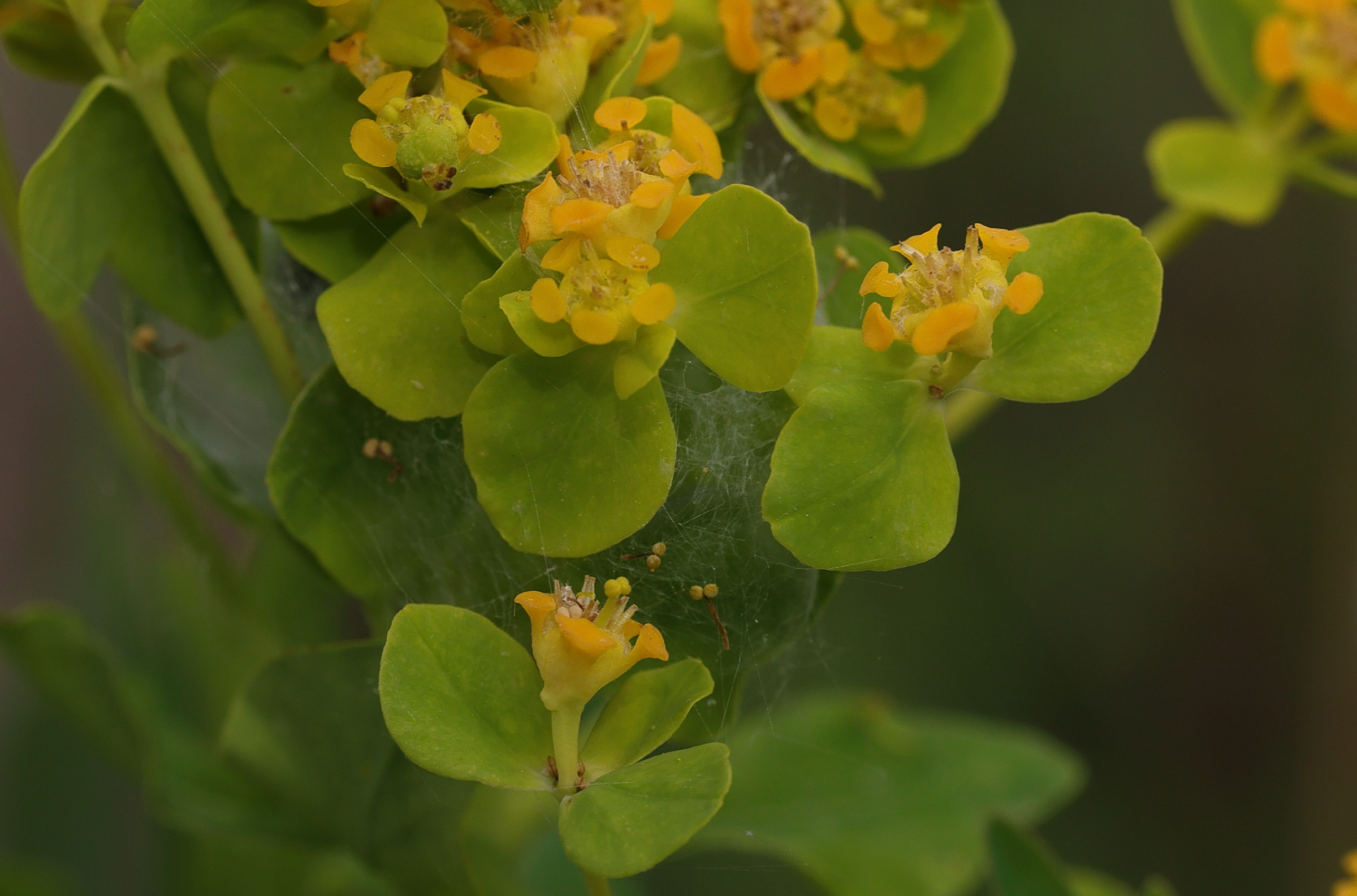 Afficher le média euphorbia_palustris4md euphorbia_palustris4md