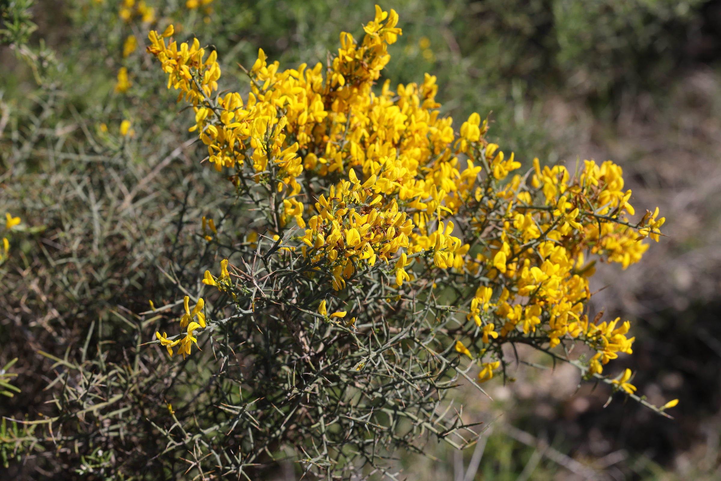 genista_scorpius1amd