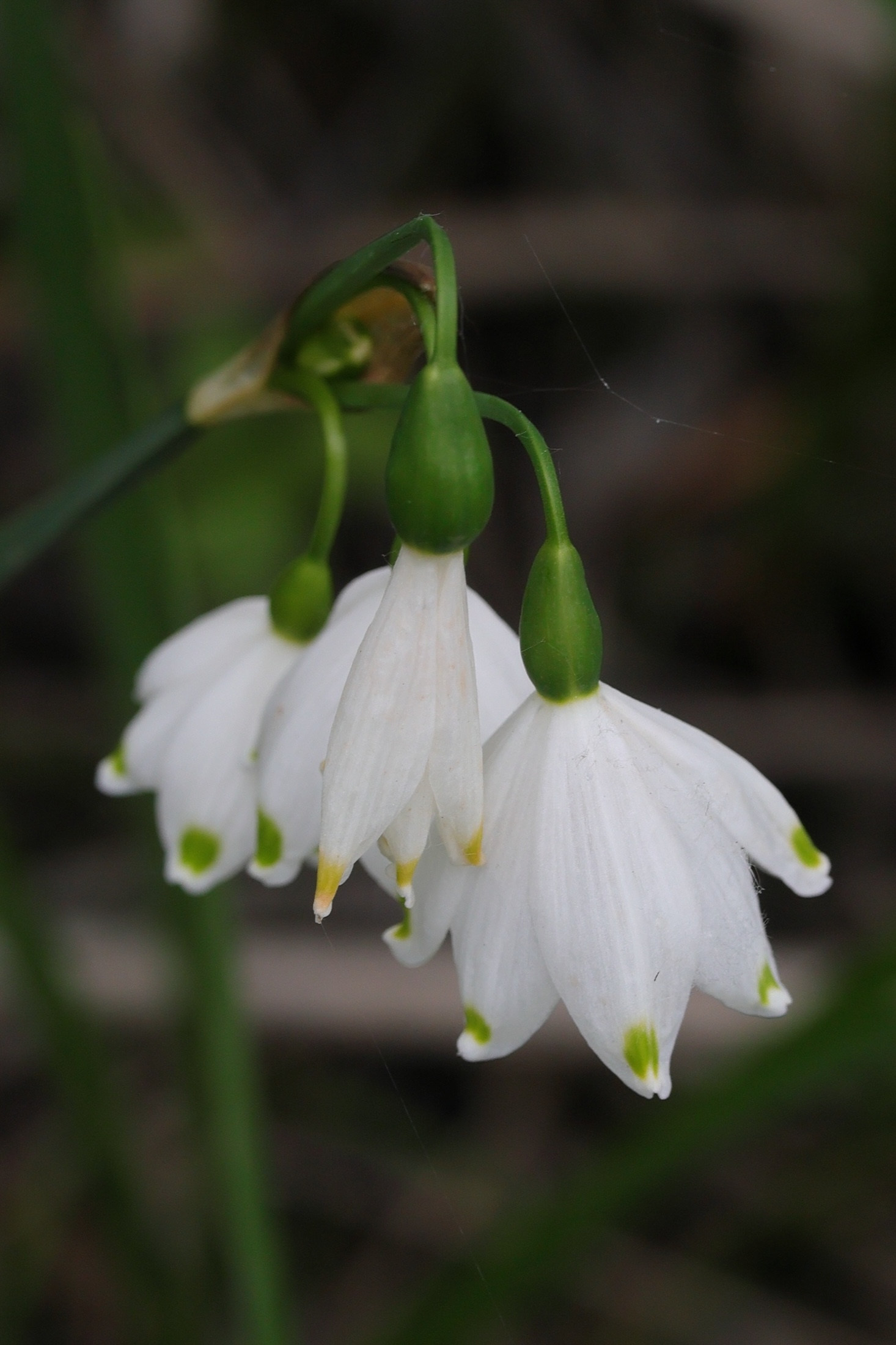 leucojum_aestivum5md
