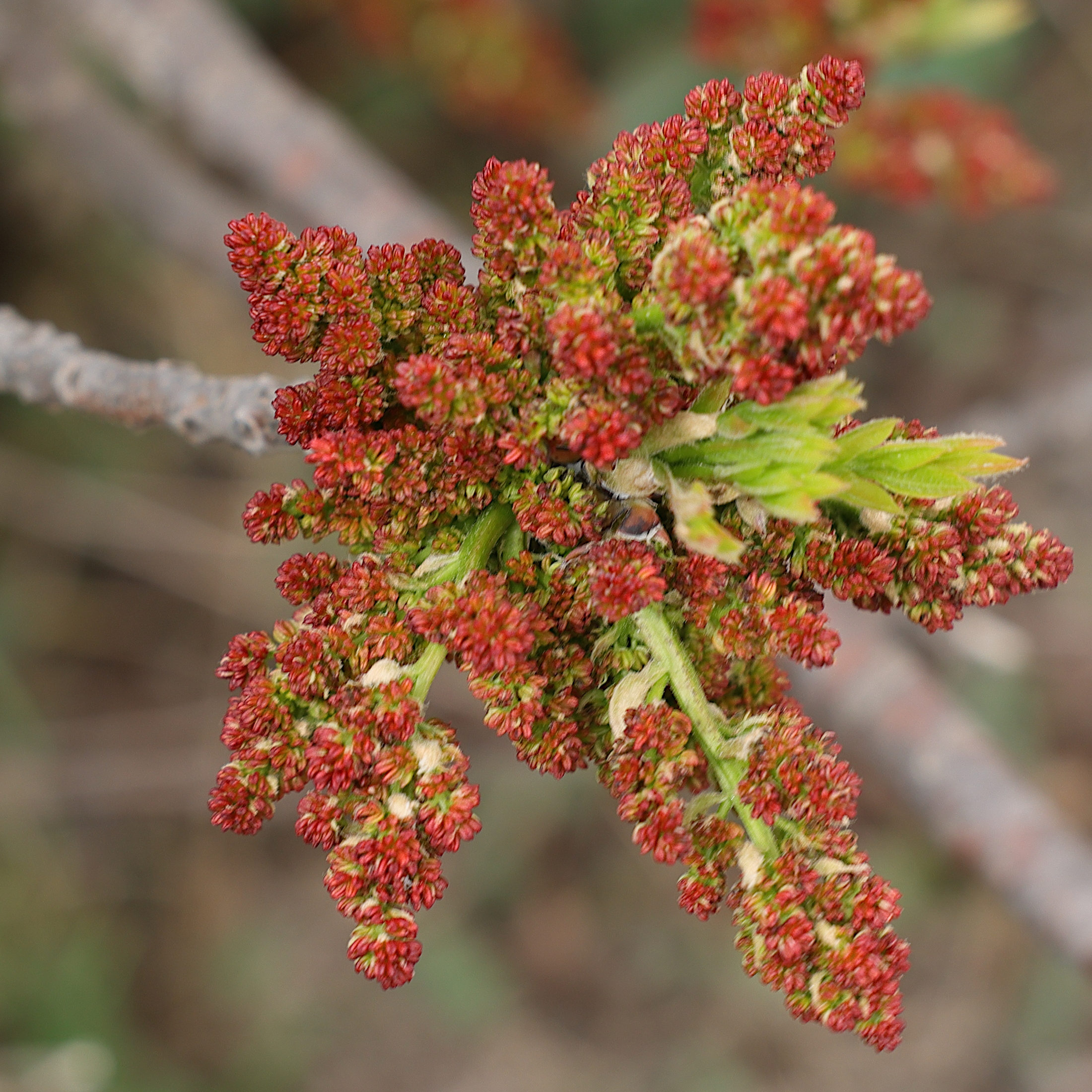 Afficher le média pistacia_lentiscus10md pistacia_lentiscus10md