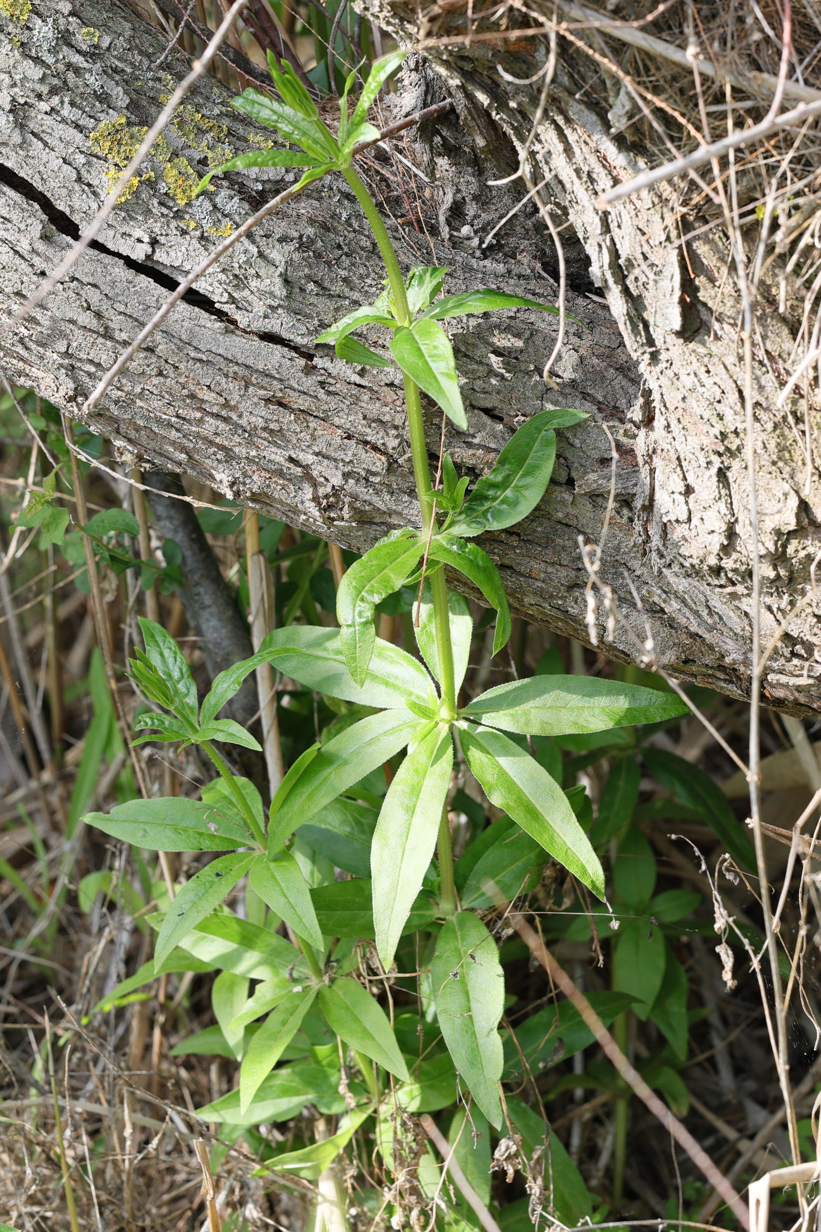 Afficher le média rubia_tinctorum1md rubia_tinctorum1md