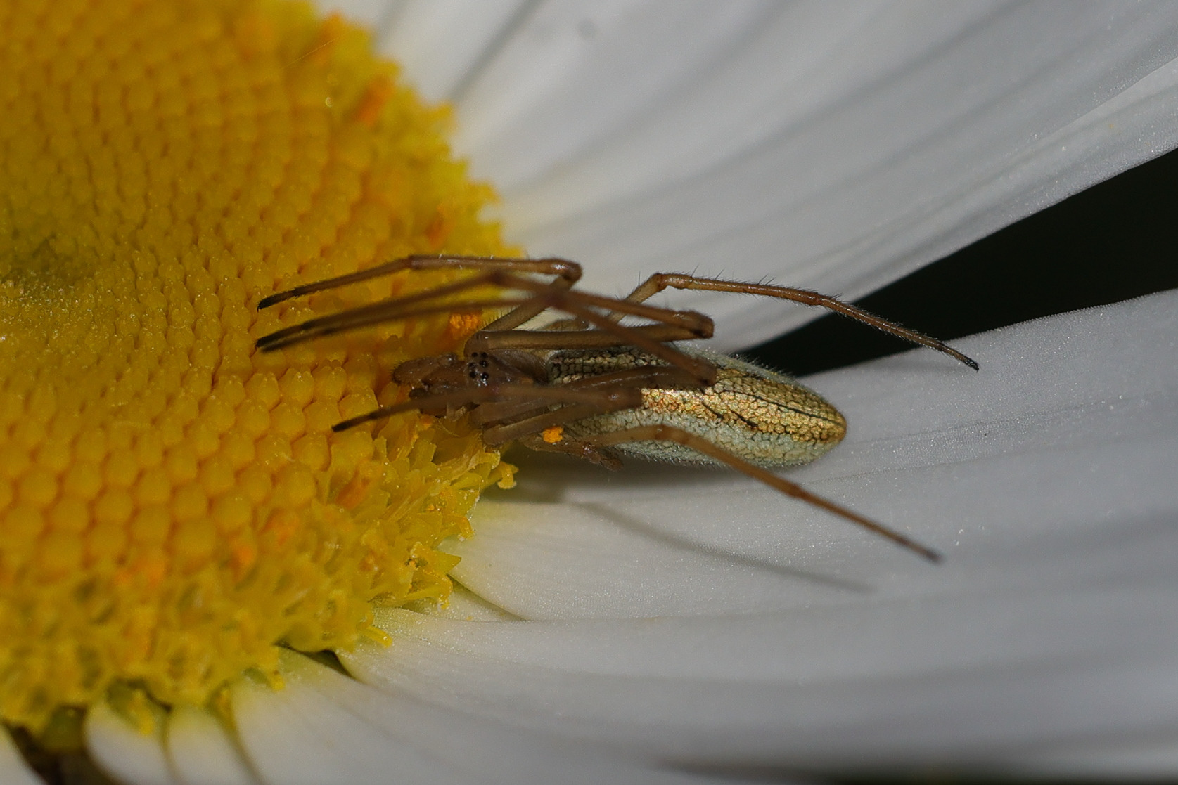 Afficher le média tetragnatha_montana1md tetragnatha_montana1md