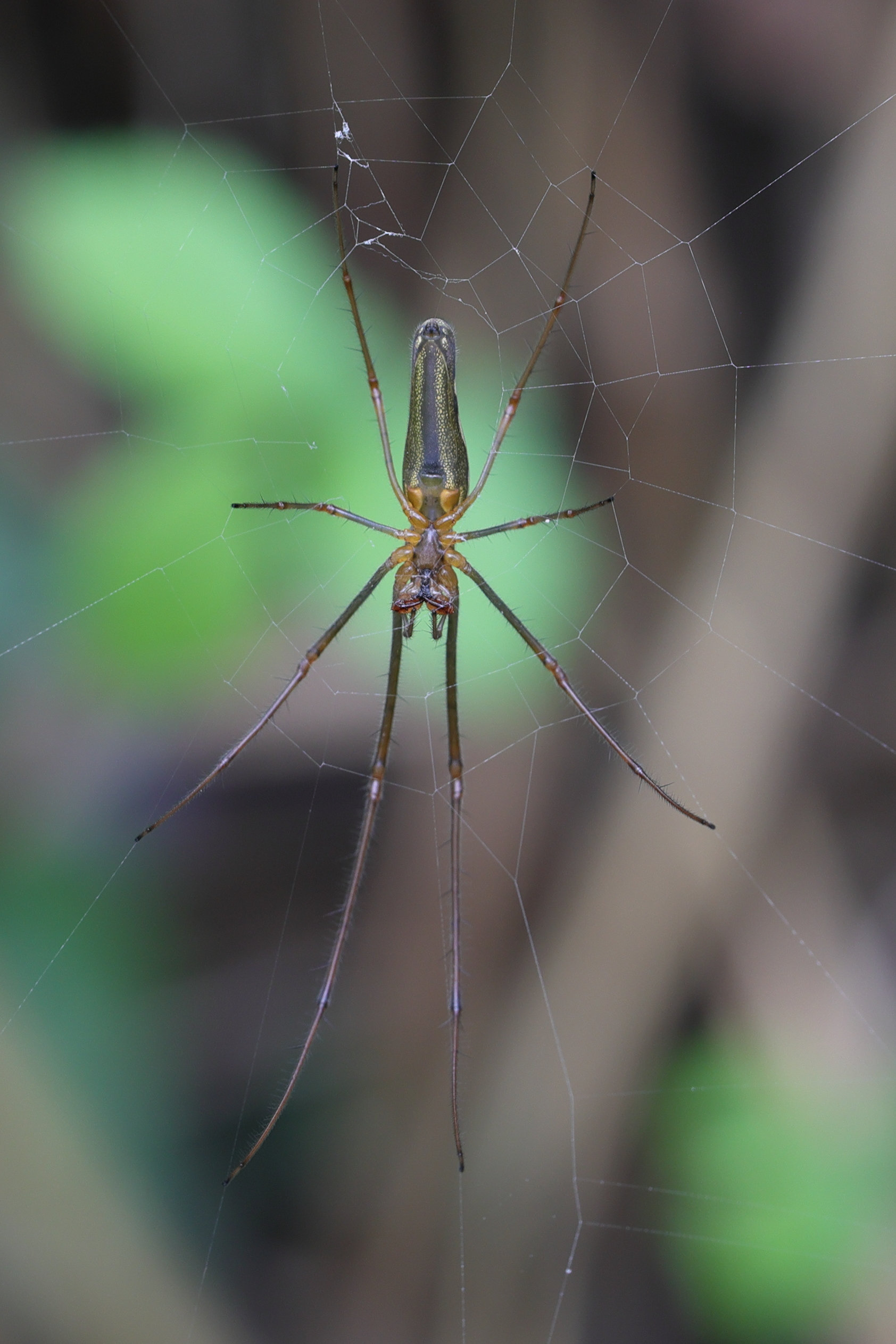 Afficher le média tetragnatha_montana2md tetragnatha_montana2md
