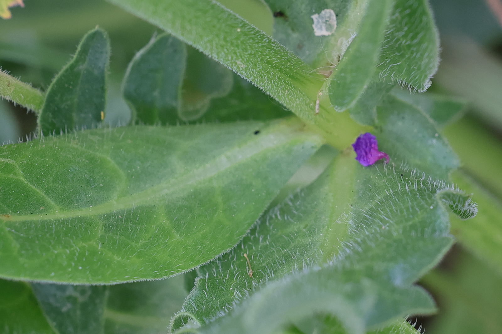 Afficher le média urospermum_dalechampii6md urospermum_dalechampii6md