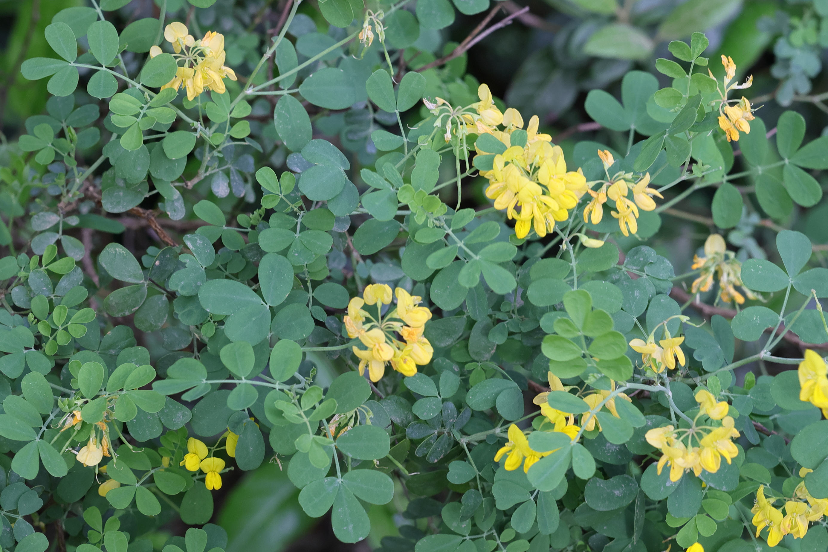 Afficher le média coronilla_coronata3md coronilla_coronata3md