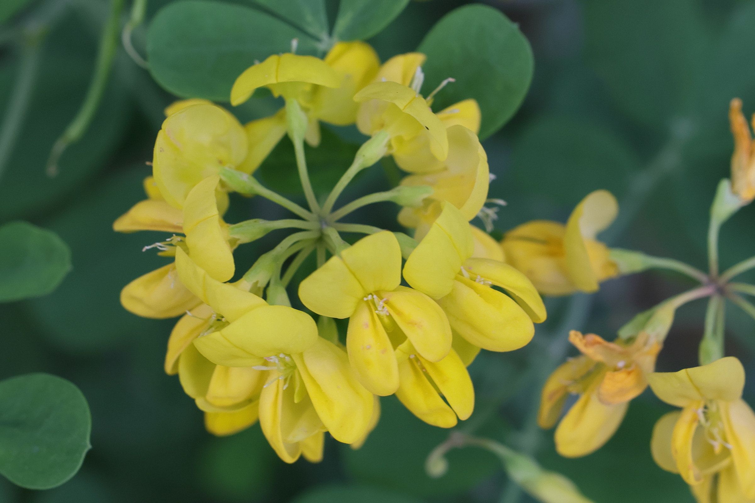 Afficher le média coronilla_coronata4md coronilla_coronata4md