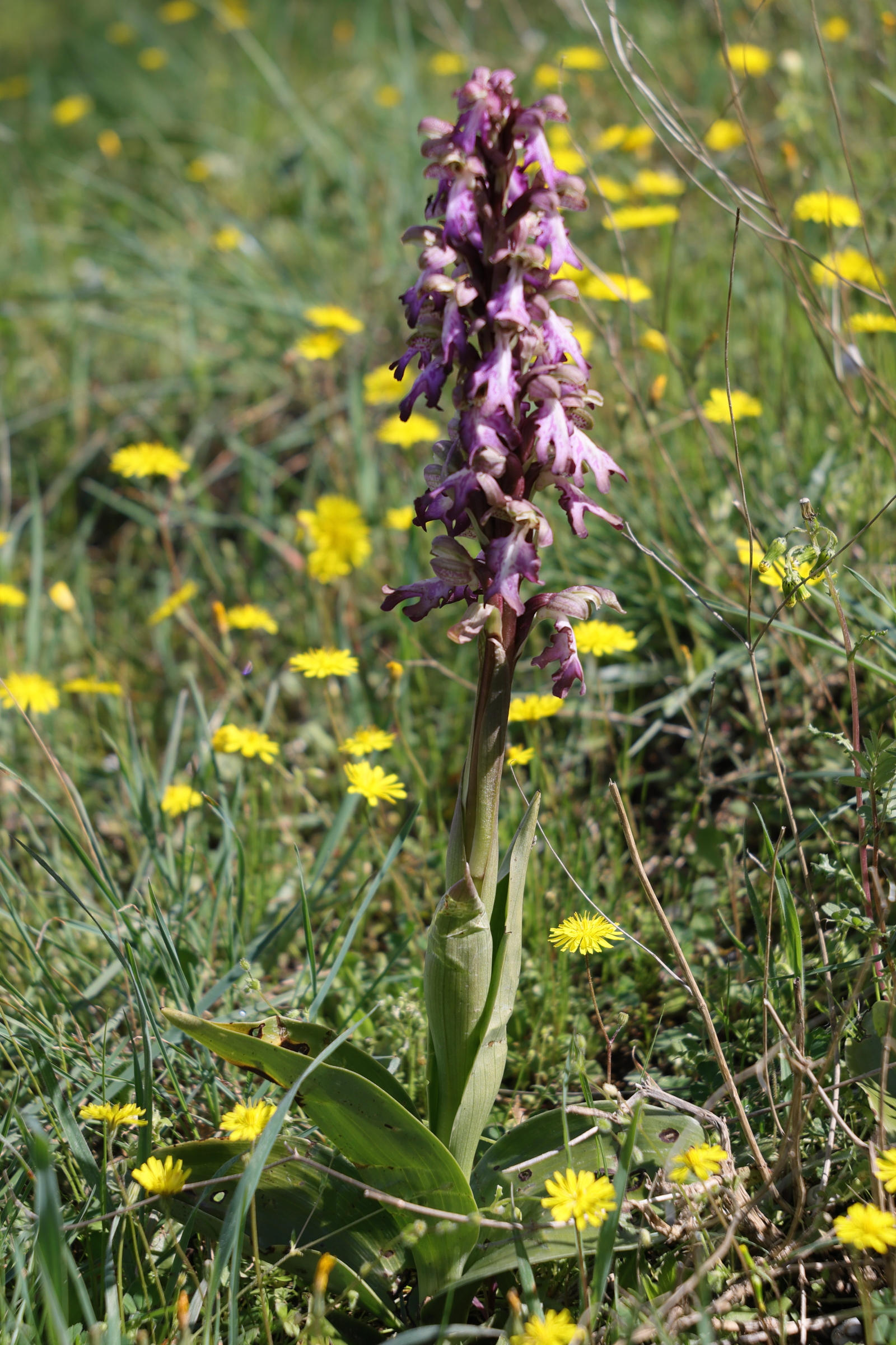 himantoglossum_robertianum1md