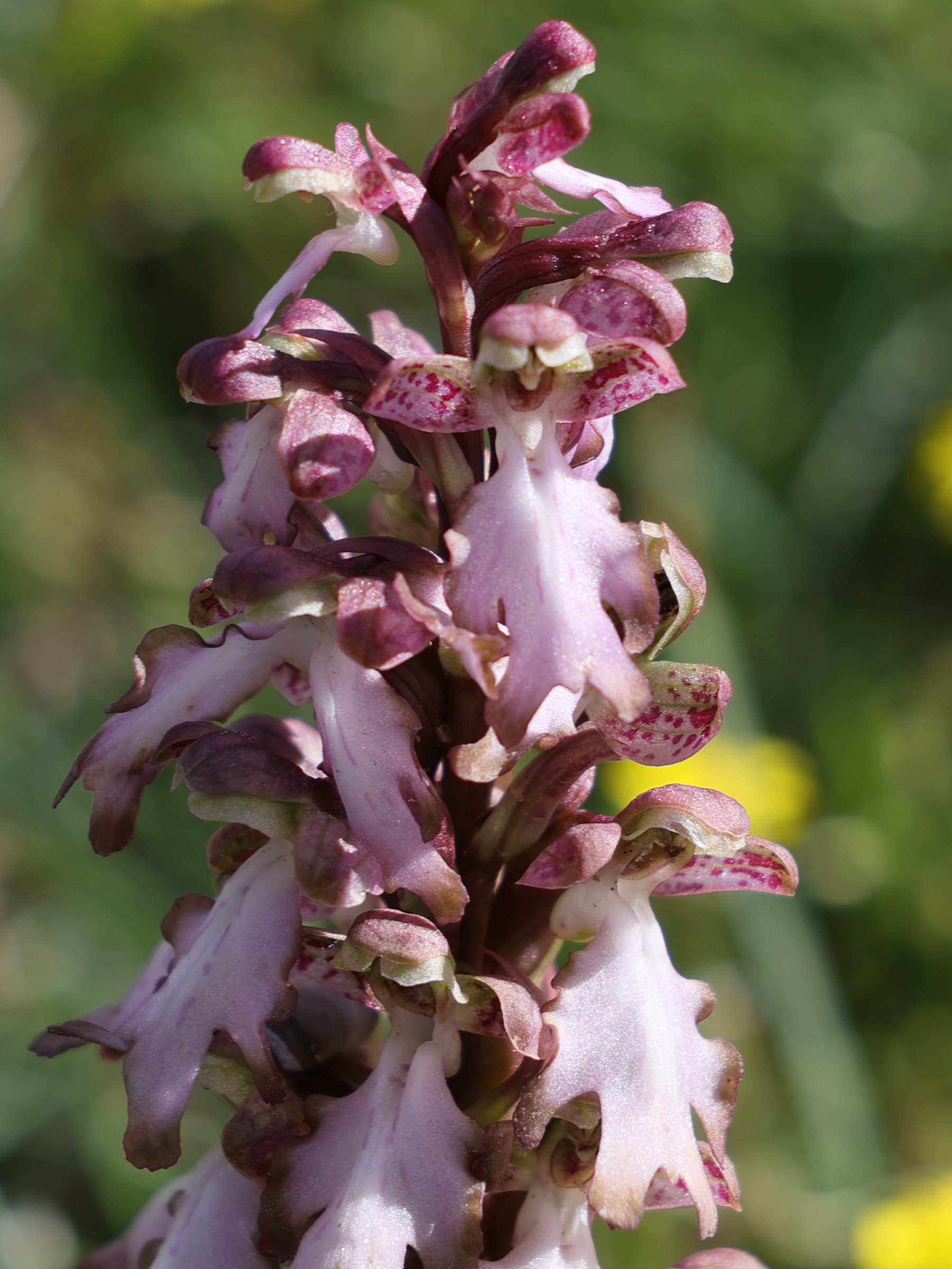 himantoglossum_robertianum2md