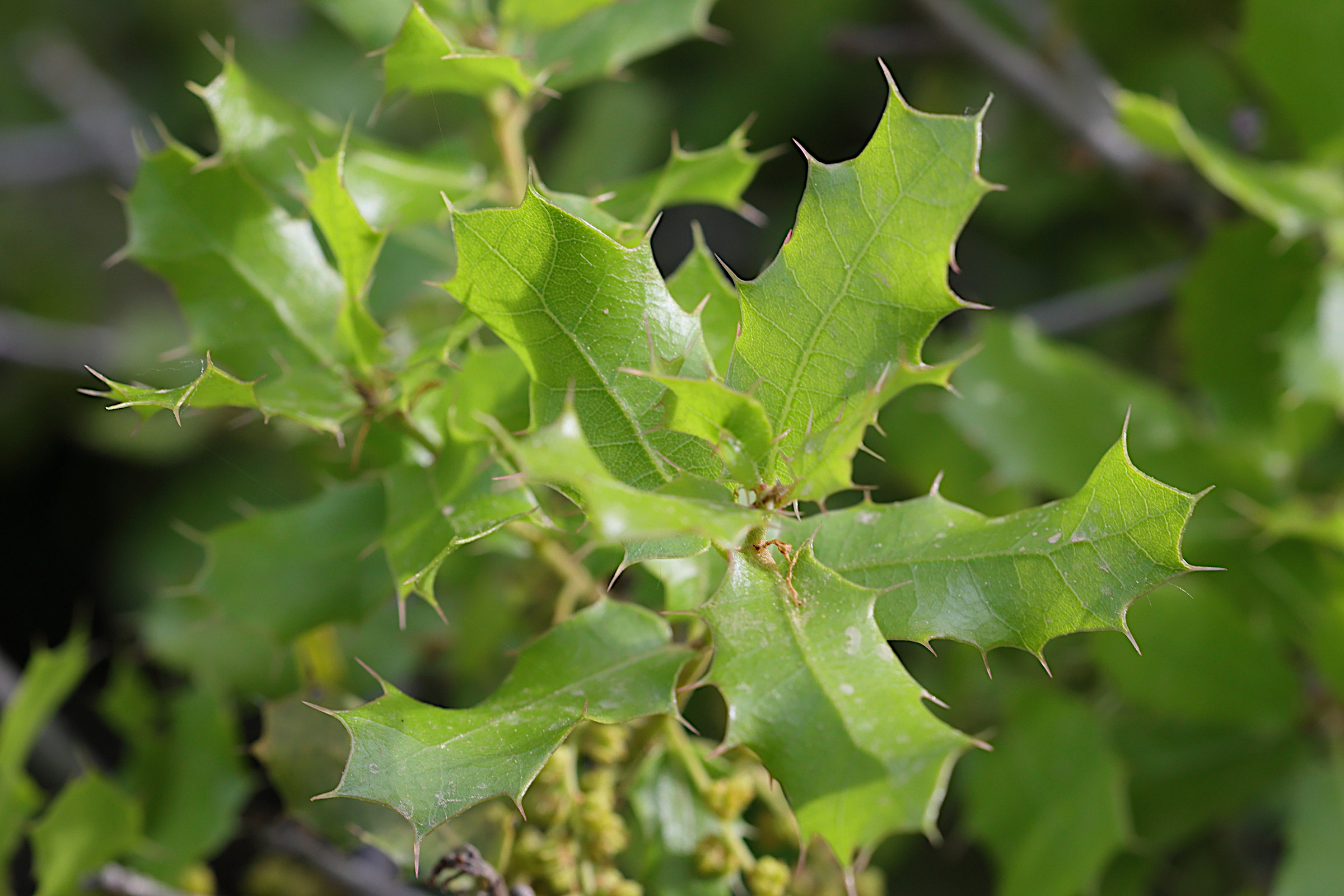 quercus_coccifera11md