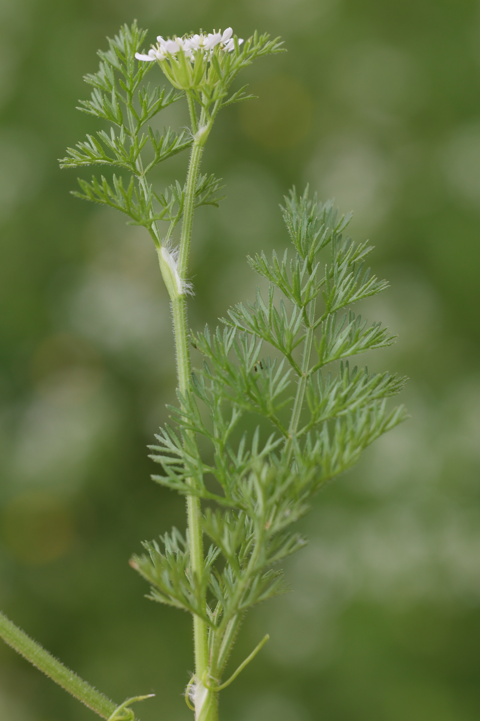 Afficher le média scandix_pecten-veneris2md scandix_pecten-veneris2md