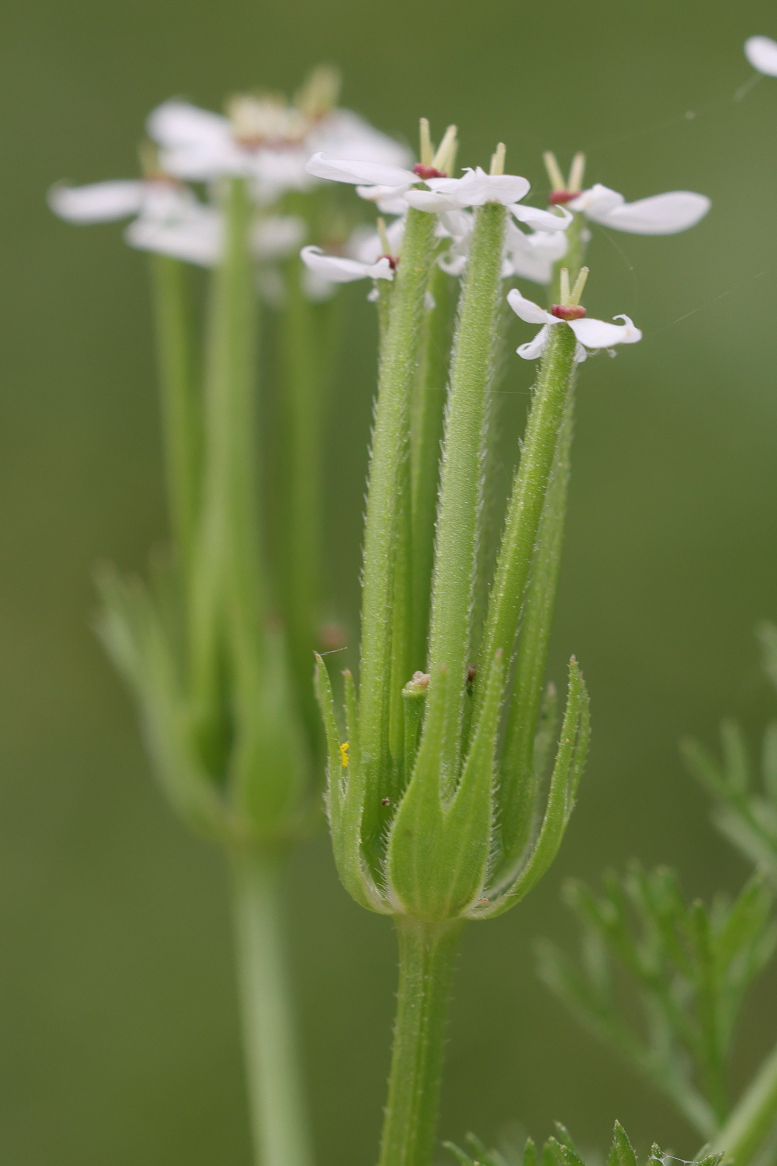 Afficher le média scandix_pecten-veneris3md scandix_pecten-veneris3md