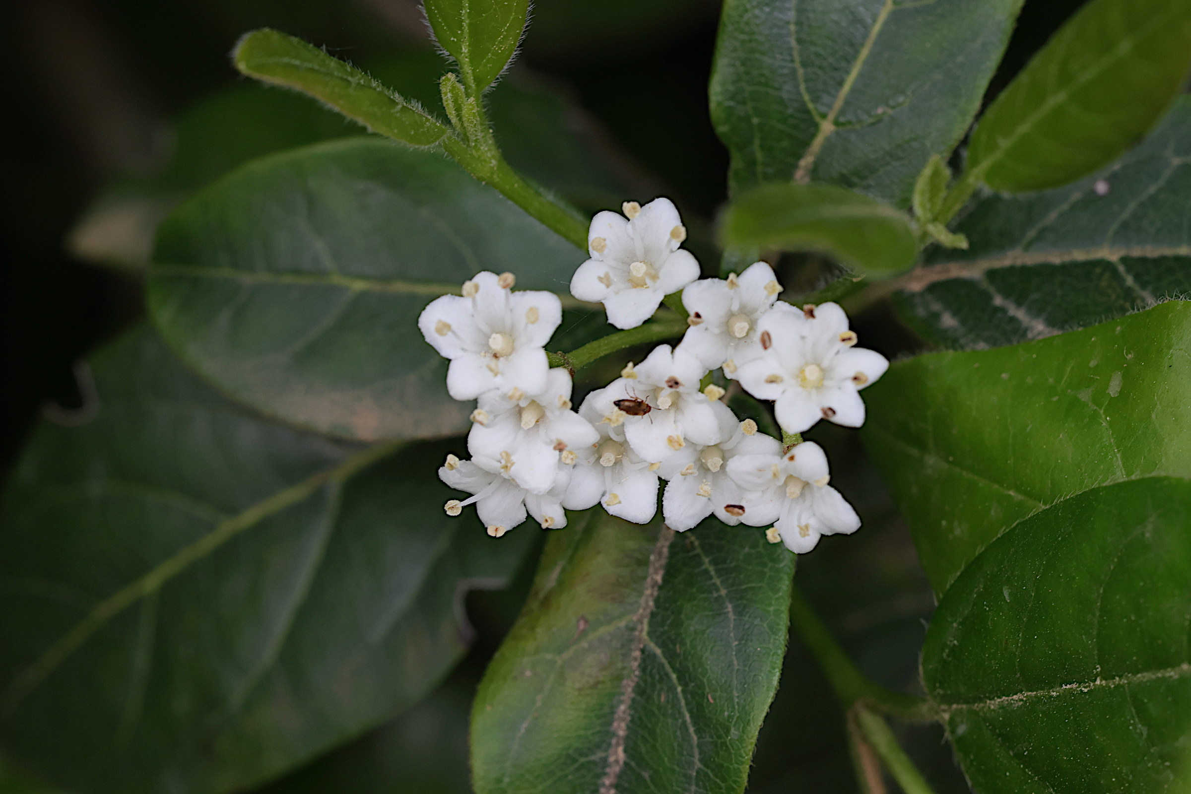 viburnum_tinus2md
