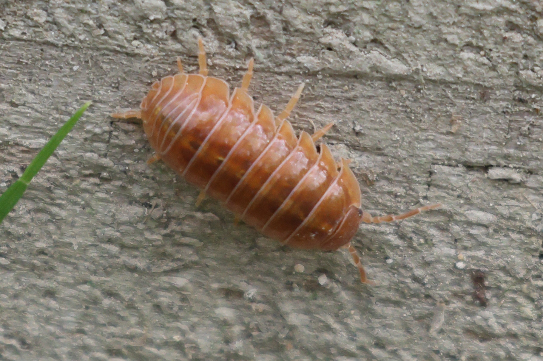 Afficher le média armadillidium_vulgare6bd armadillidium_vulgare6bd