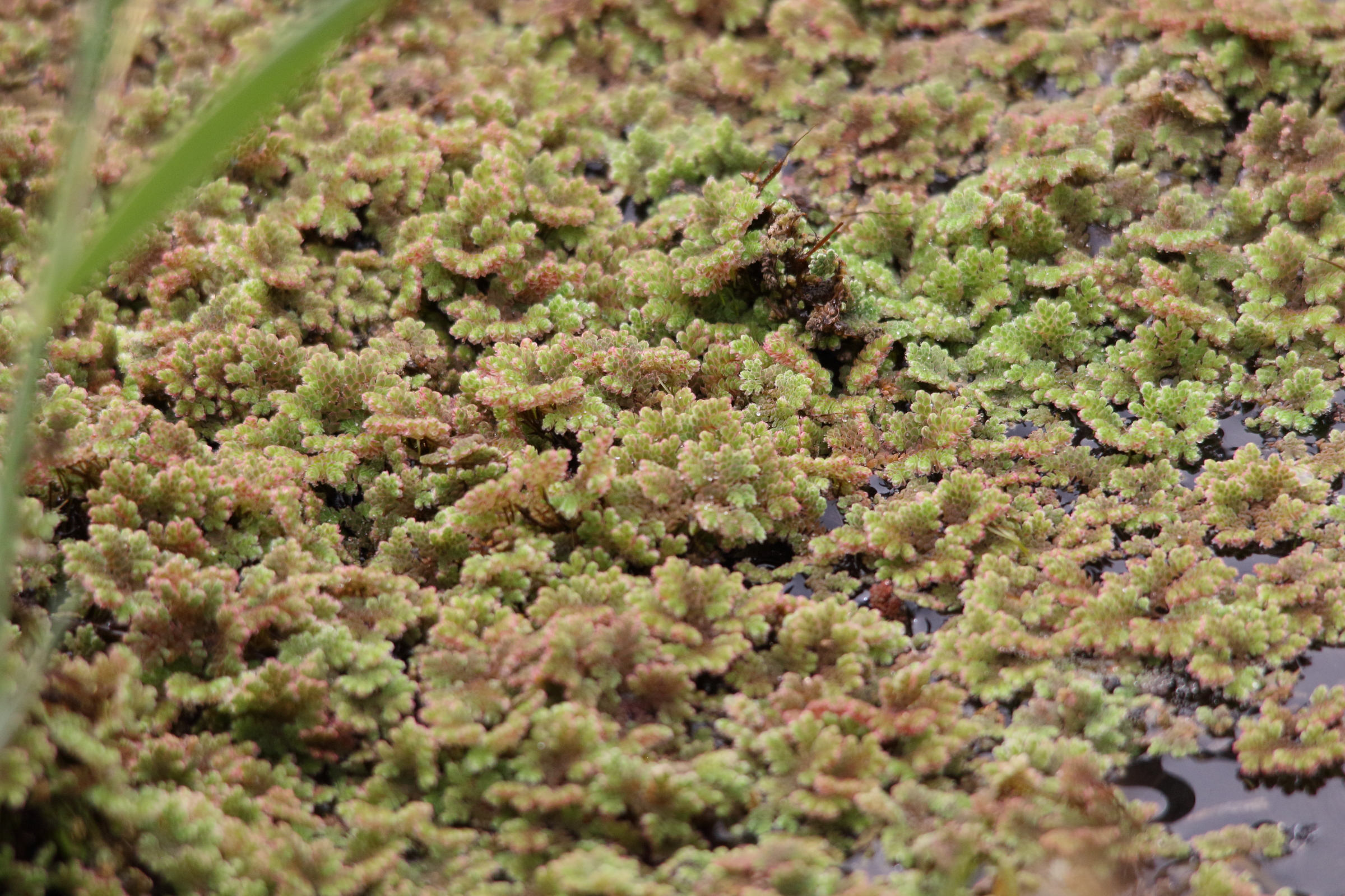 azolla_caroliniana1md
