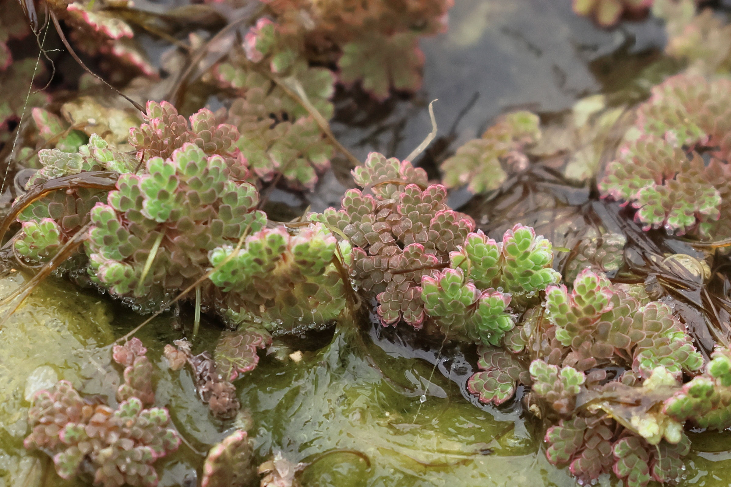 azolla_caroliniana2bd