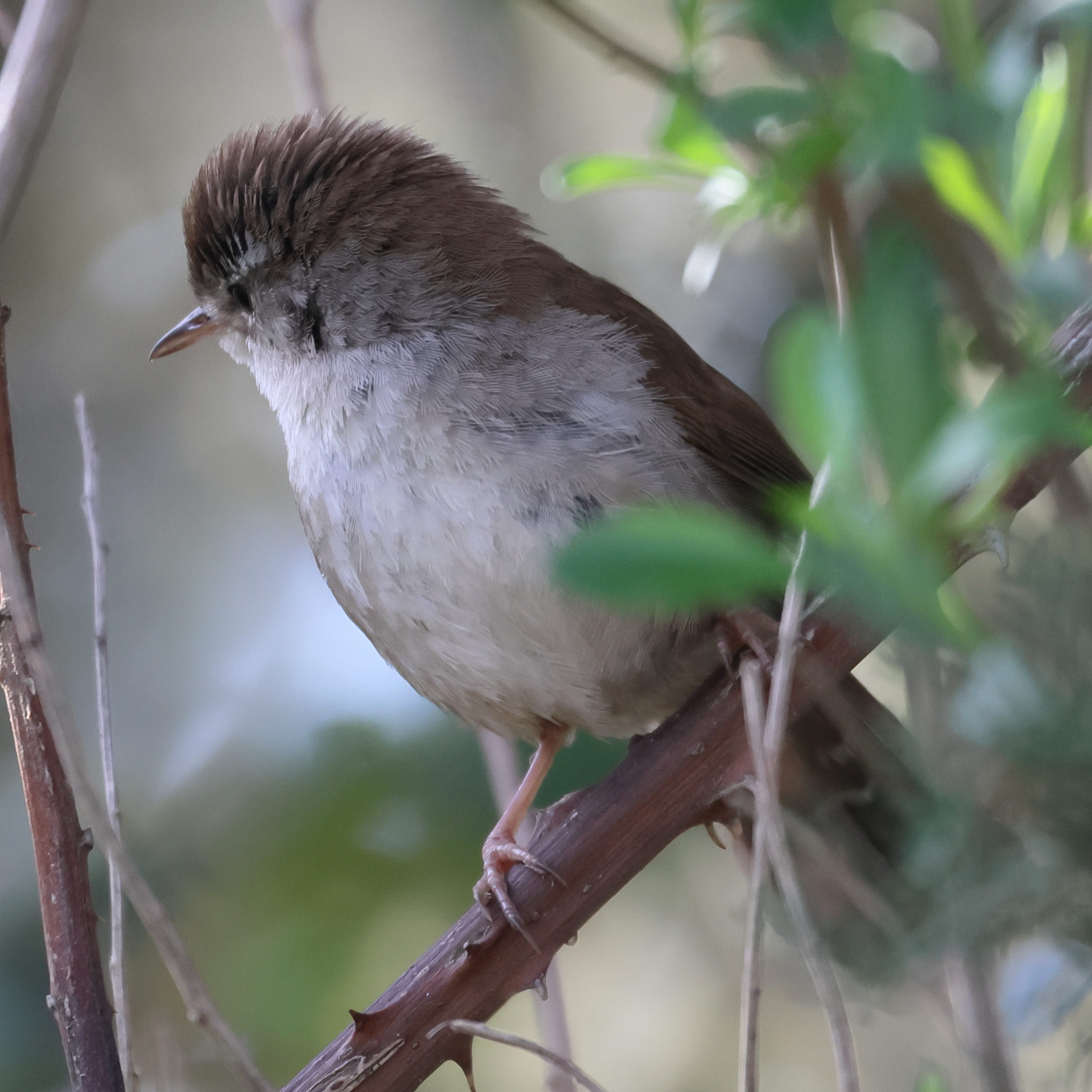 bouscarle_de_cetti_-_cettia_cetti4bd