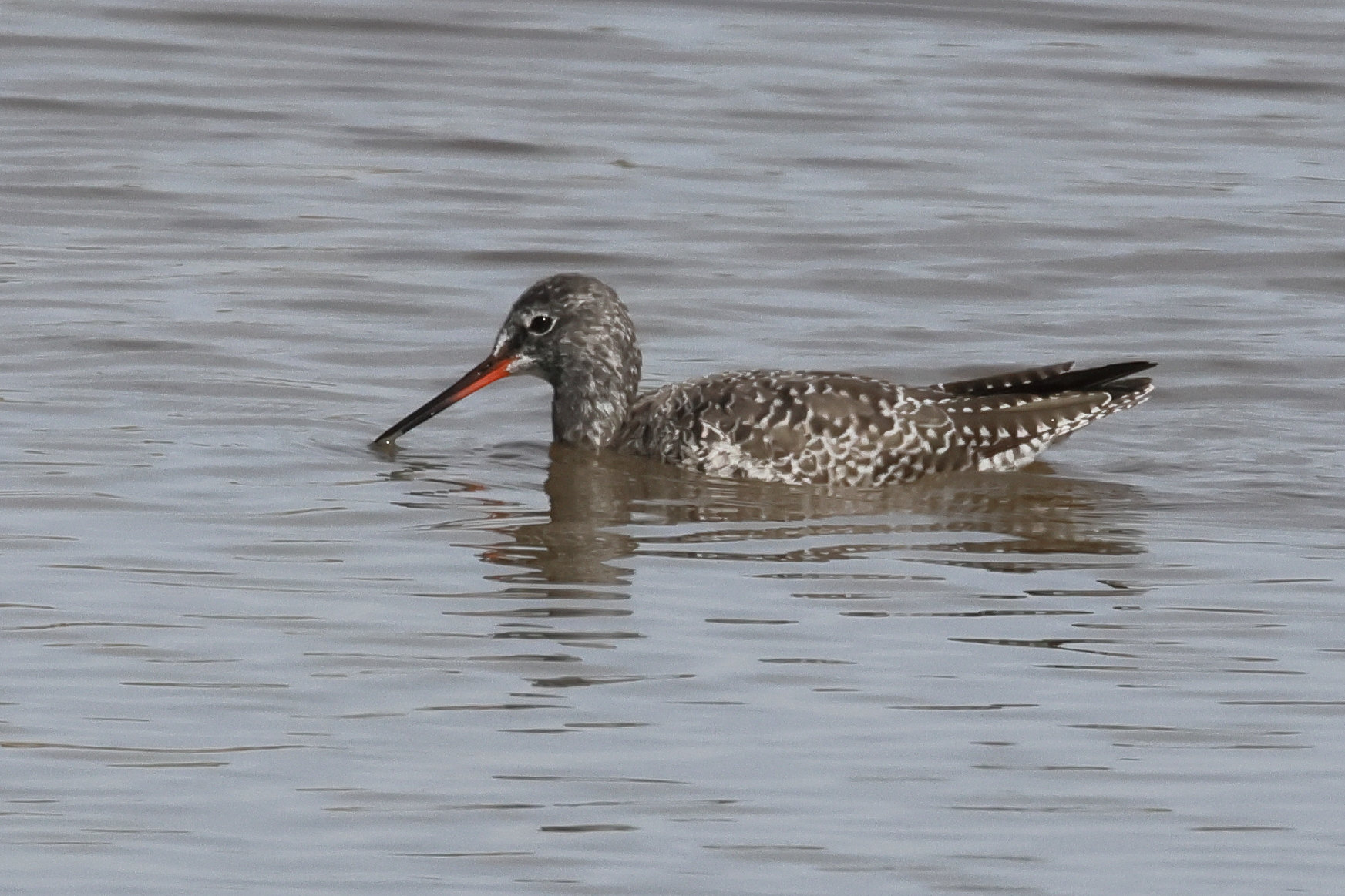 chevalier_arlequin_-_tringa_erythropus4bd