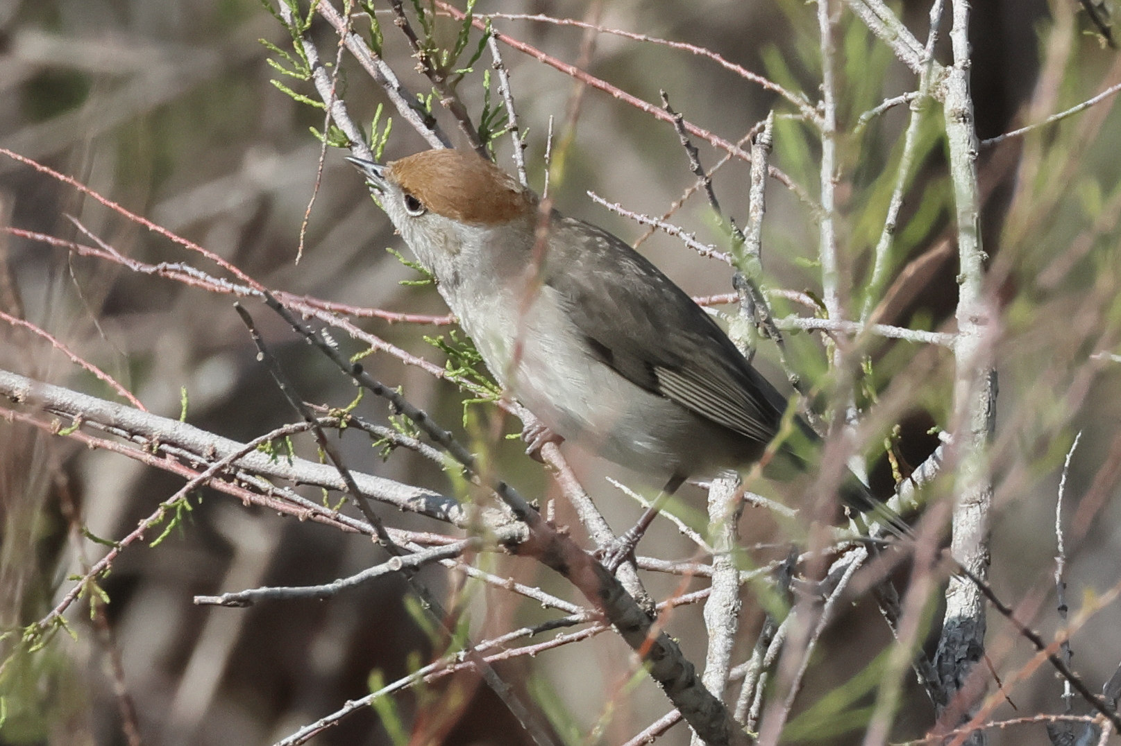 fauvette_a_tete_noire_-_sylvia_atricapilla1bd