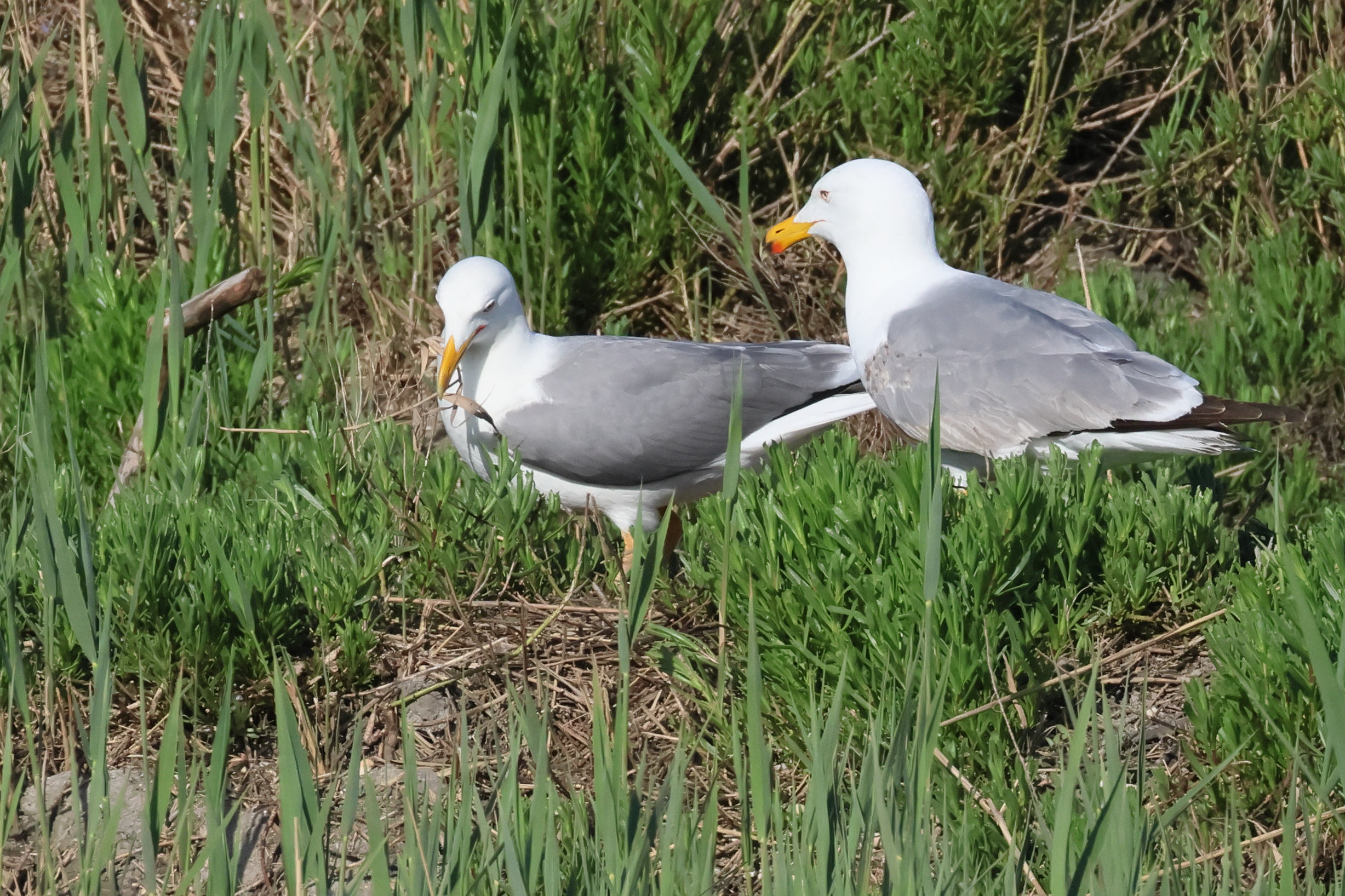 goeland_leucophee_-_larus_michahellis13bd