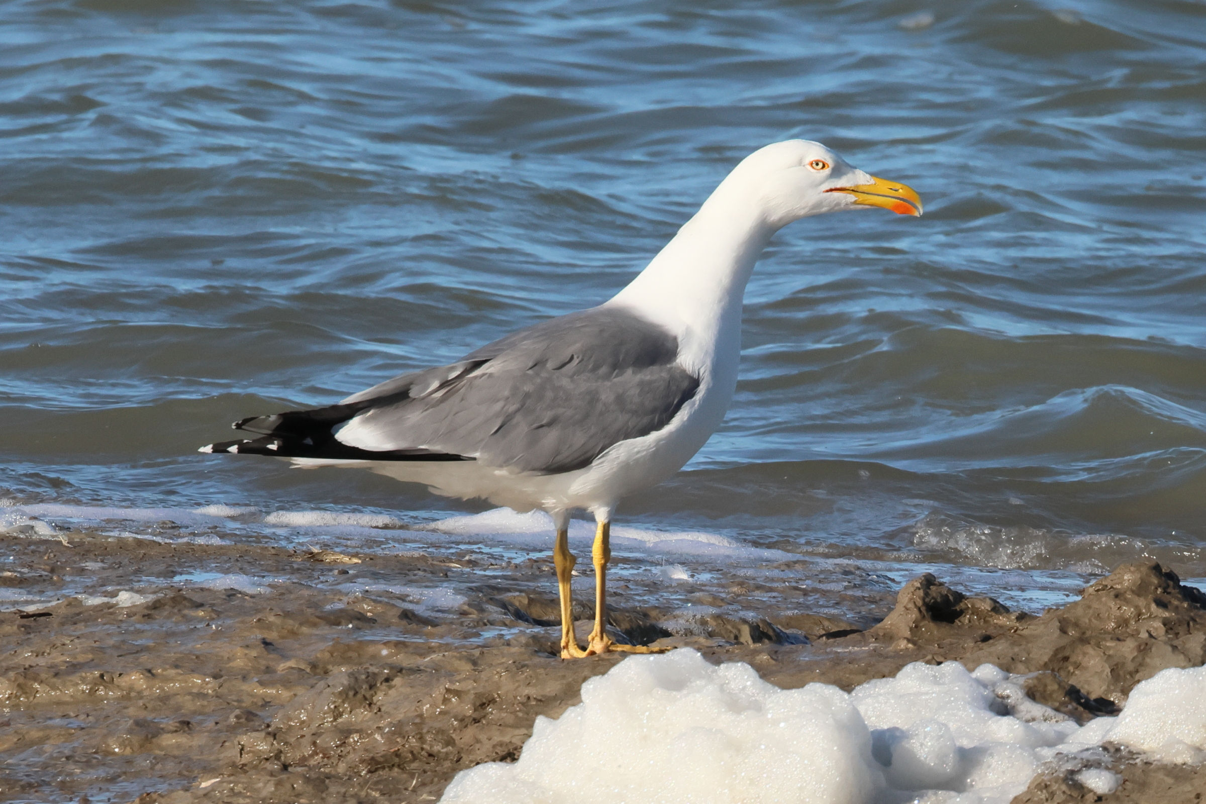 goeland_leucophee_-_larus_michahellis2bd