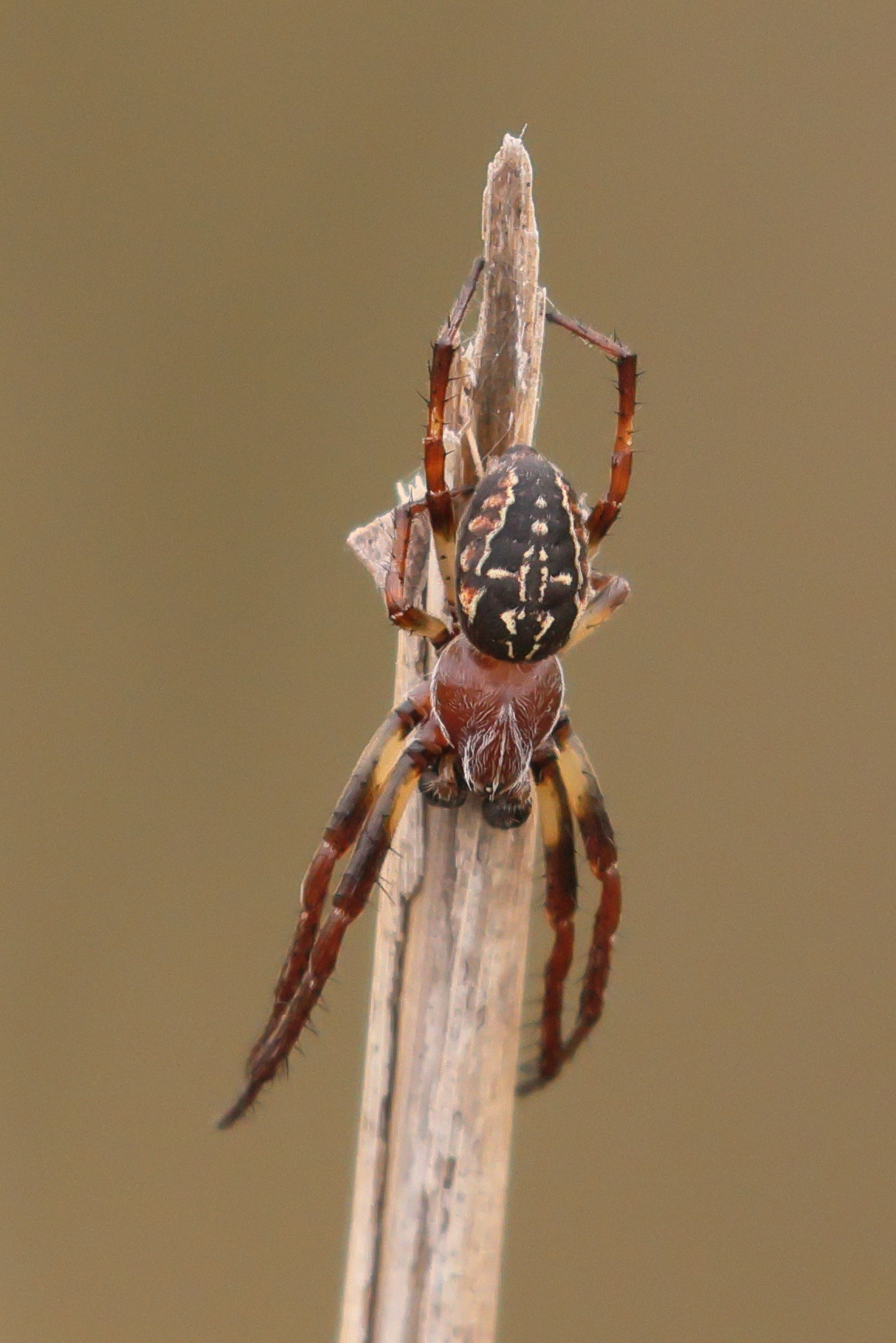 Afficher le média larinioides_cornutus11bd larinioides_cornutus11bd