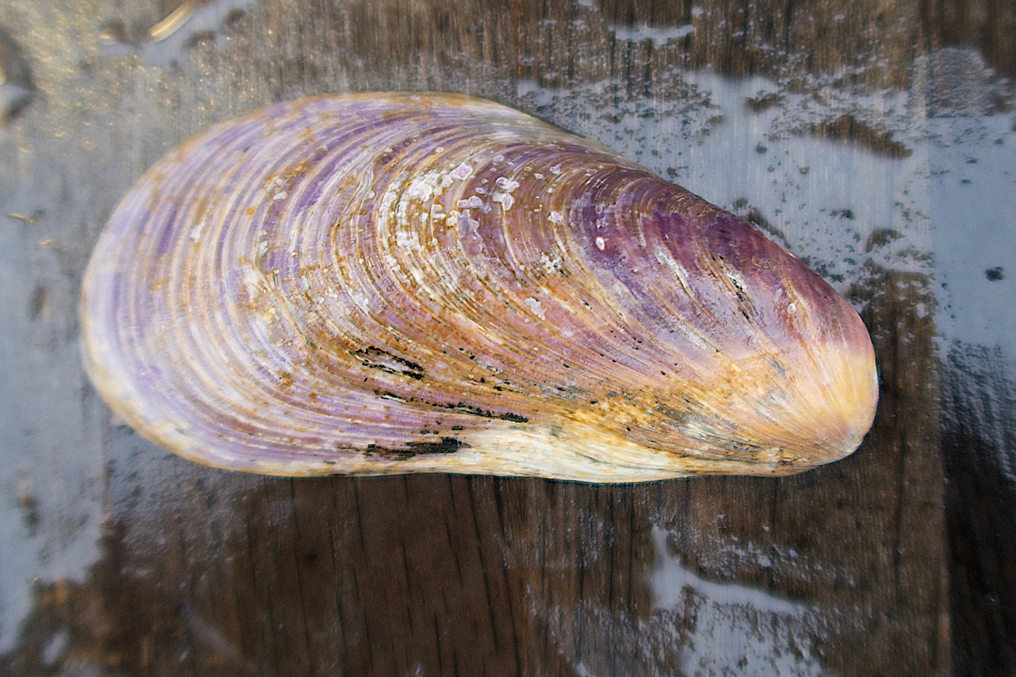 modiolus_modiolus1md