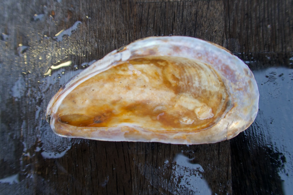 modiolus_modiolus2md